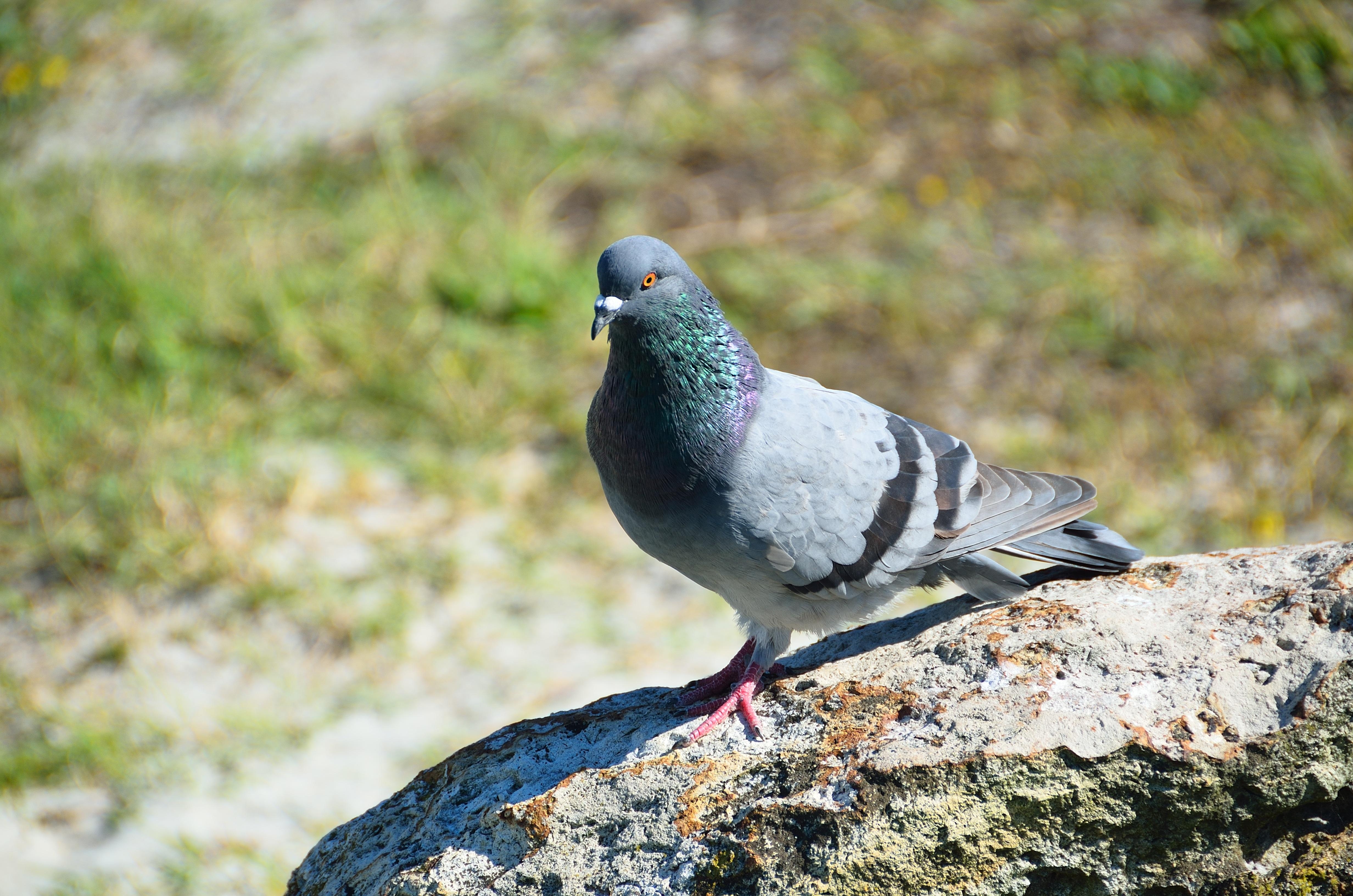 4930x3270 Rock Dove (Pigeon) 4k Ultra HD Wallpaper. Background Image, Desktop