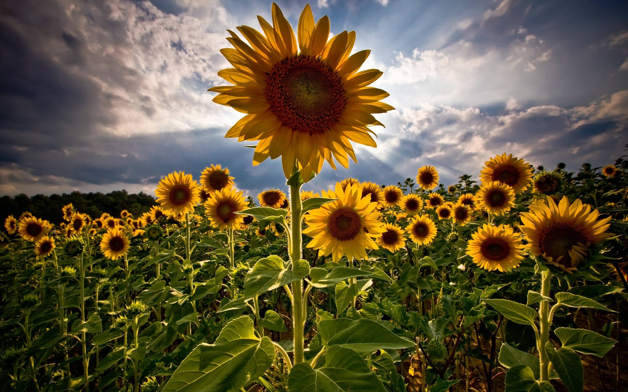 2560x1600 Download Sunflowers Wallpaper Flowers Nature Wallpaper, Desktop