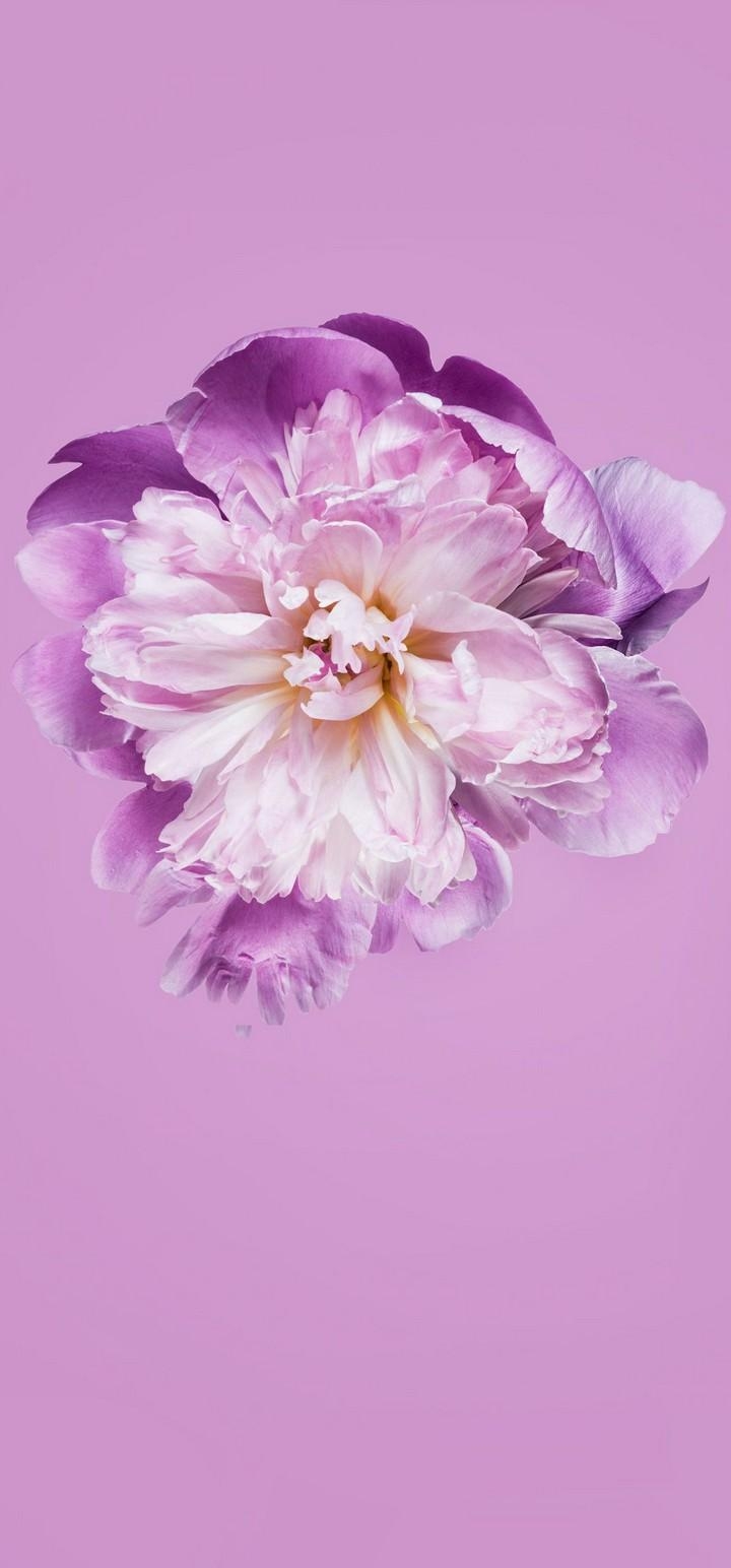 720x1550 Pink Petals Flower Wallpaper - [], Phone