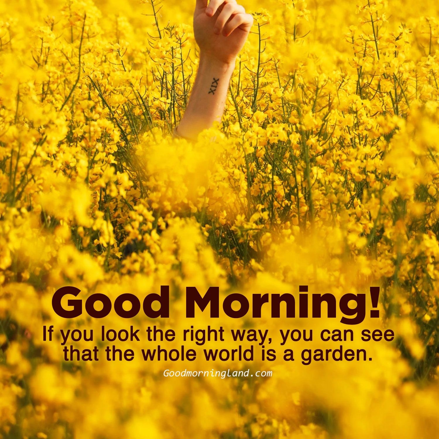 1500x1500 Good morning yellow flower image Morning Image, Quotes, Wishes, Messages, greetings & eCards, Phone