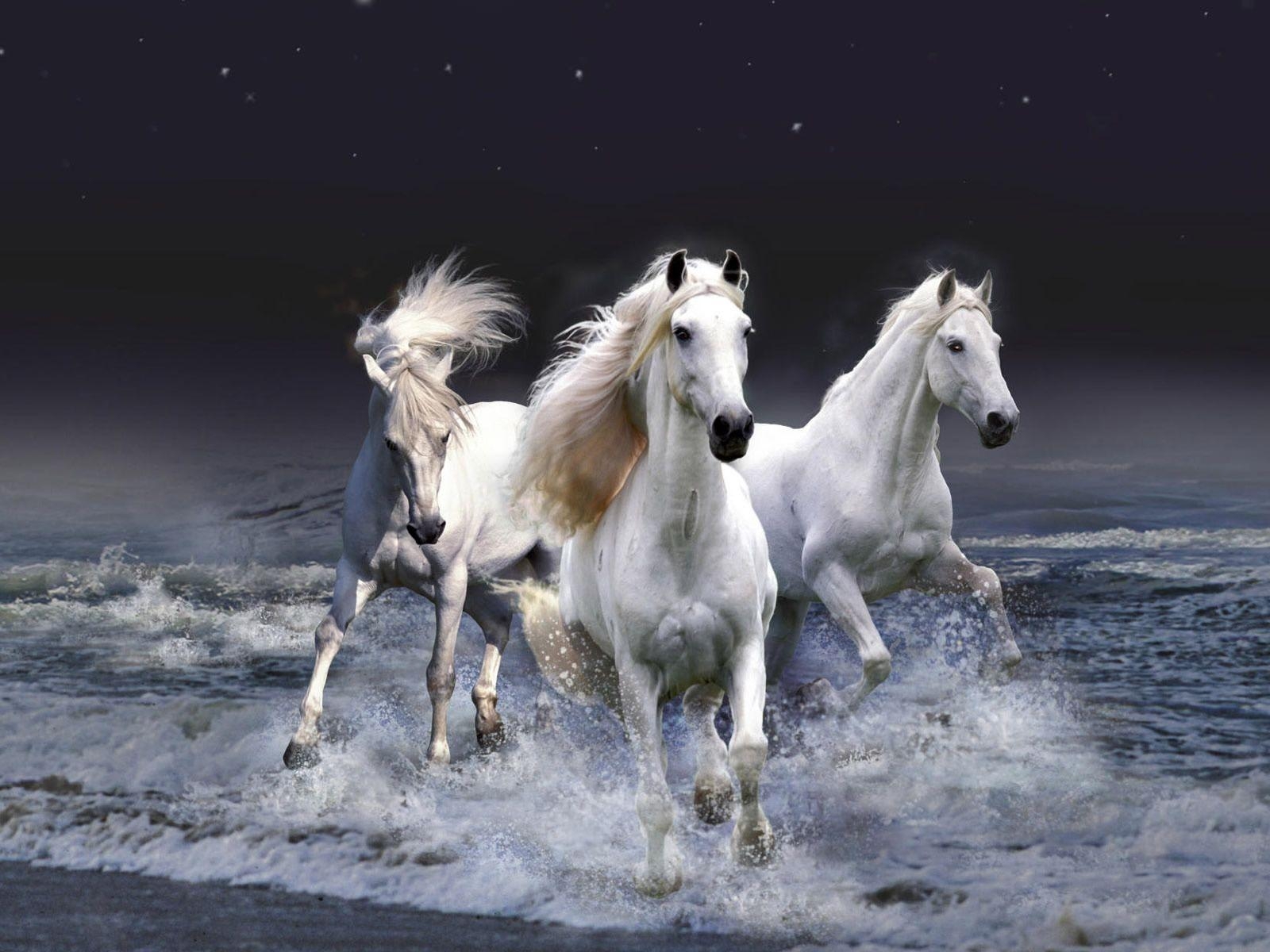 1600x1200 Beautiful White Horses wallpaper, Desktop