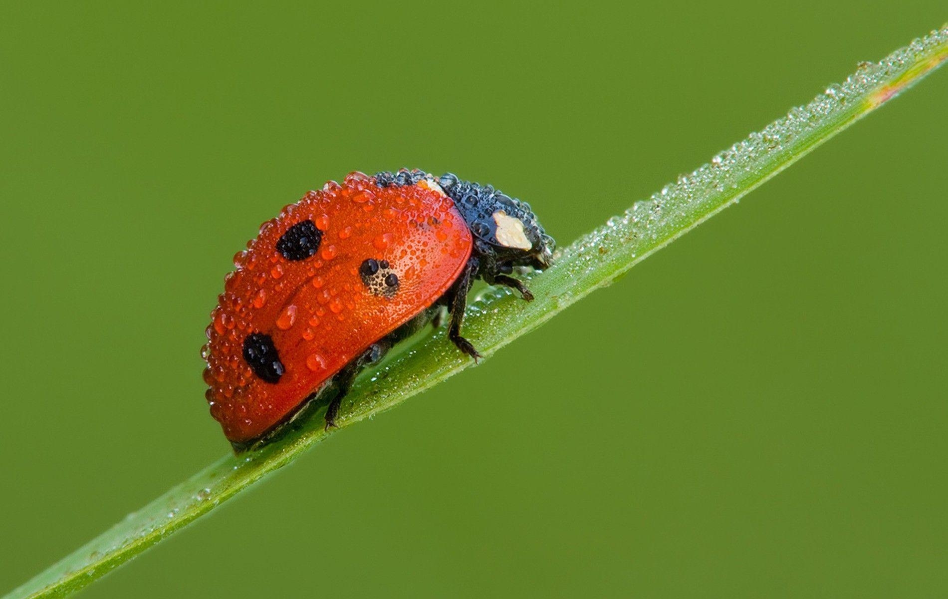 1900x1200 Ladybird Close Up Wallpaper 44219 px, Desktop