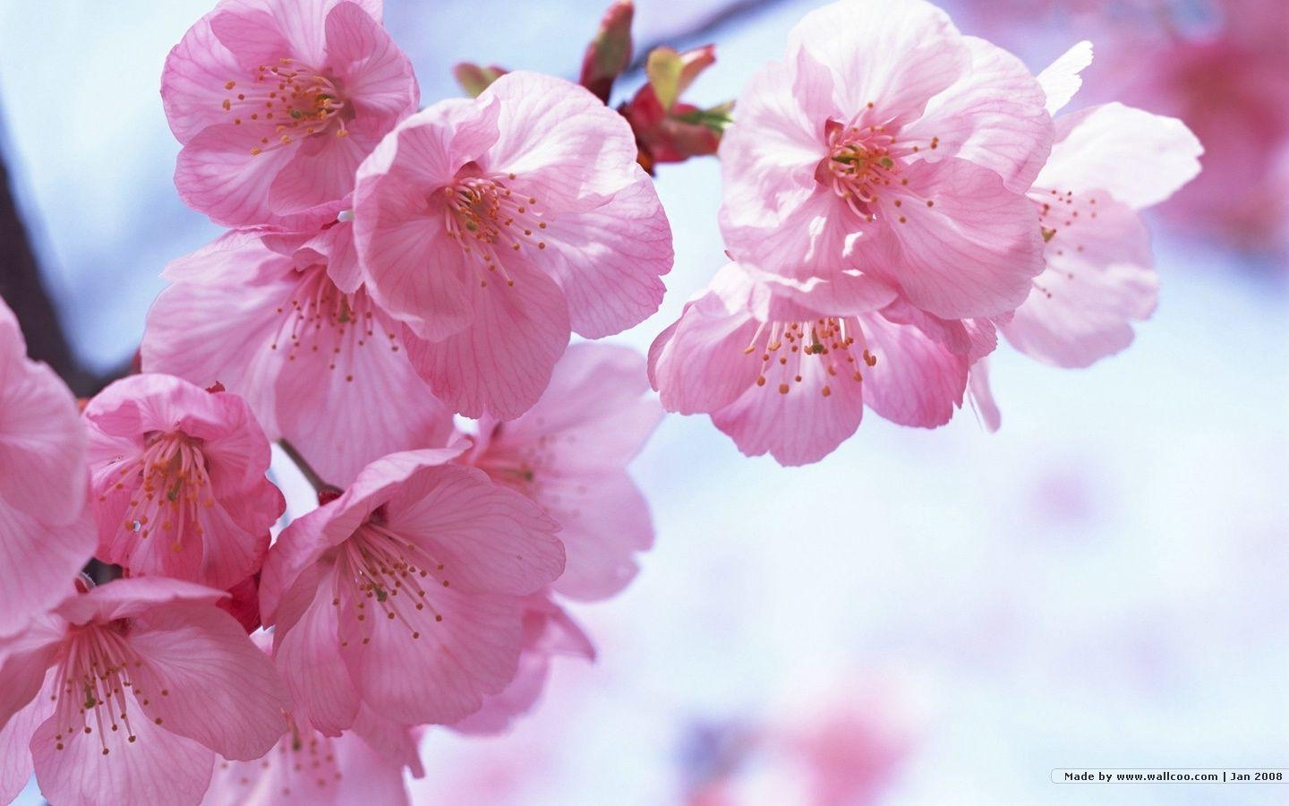 1440x900 1440*900 Japanese Sakura wallpaper Cherry Blossom, Desktop