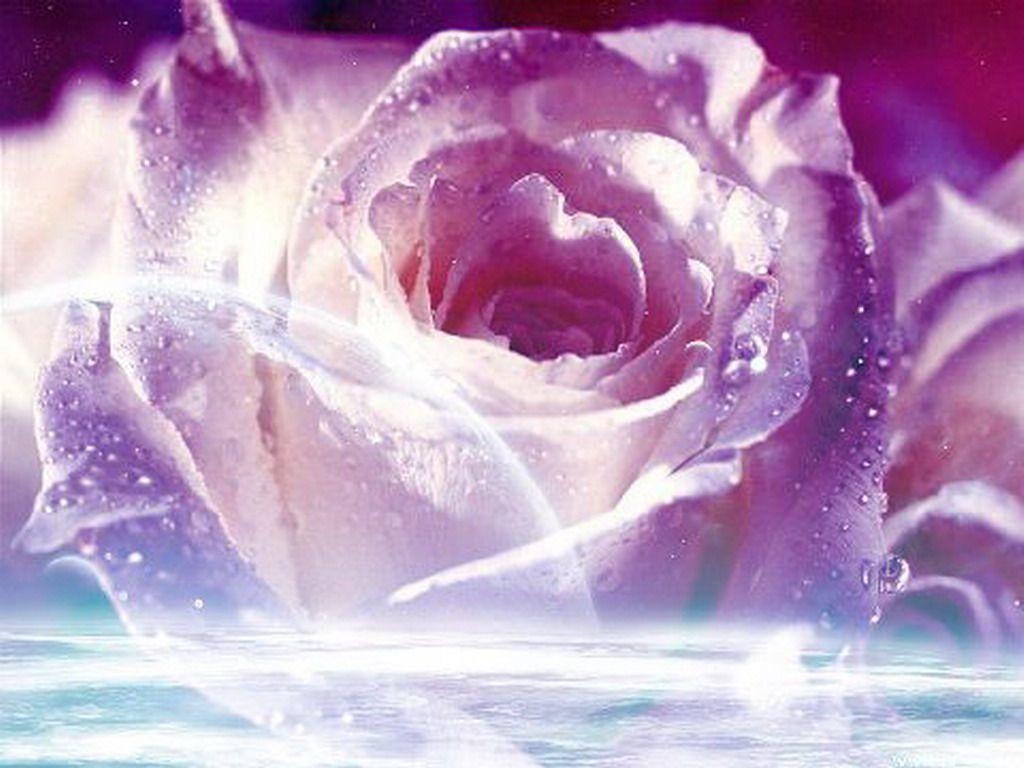 1030x770 Purple Rose Wallpaper, Desktop