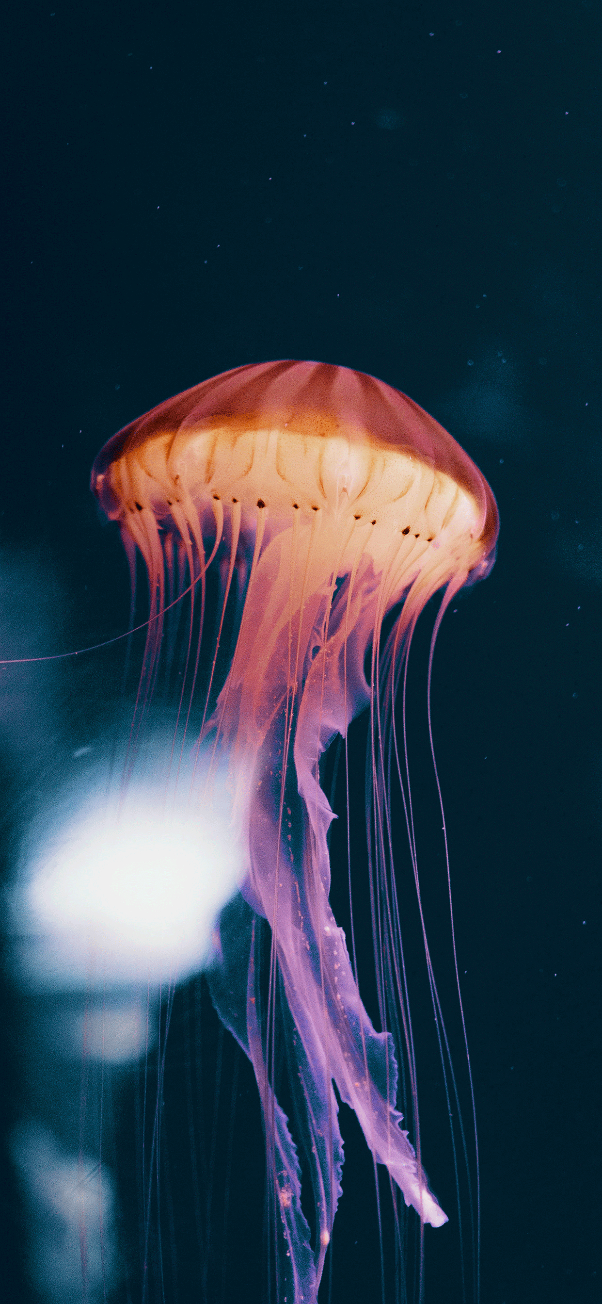 1250x2690 Jellyfish Wallpaper for iPhone Pro Max, X, 6, Phone