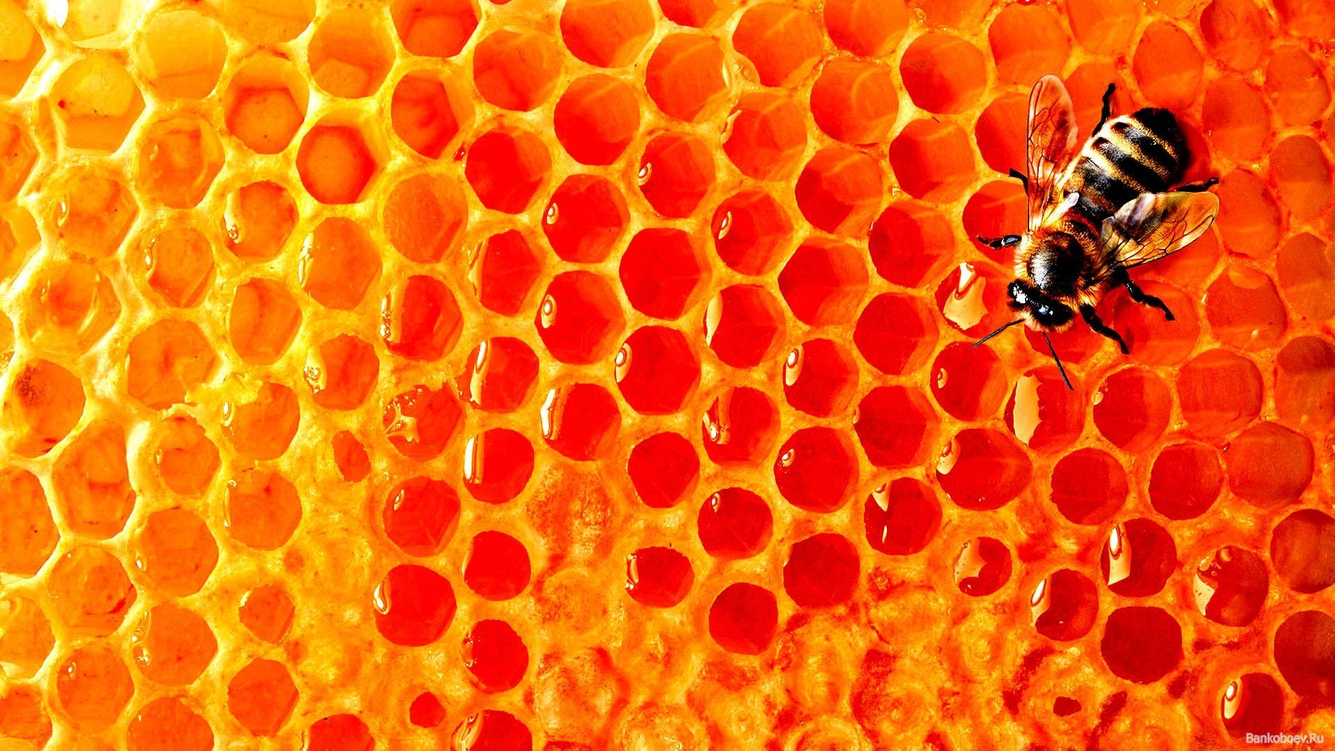 1920x1080 Best Honey Wallpaper in High Quality, Honey Background, Desktop