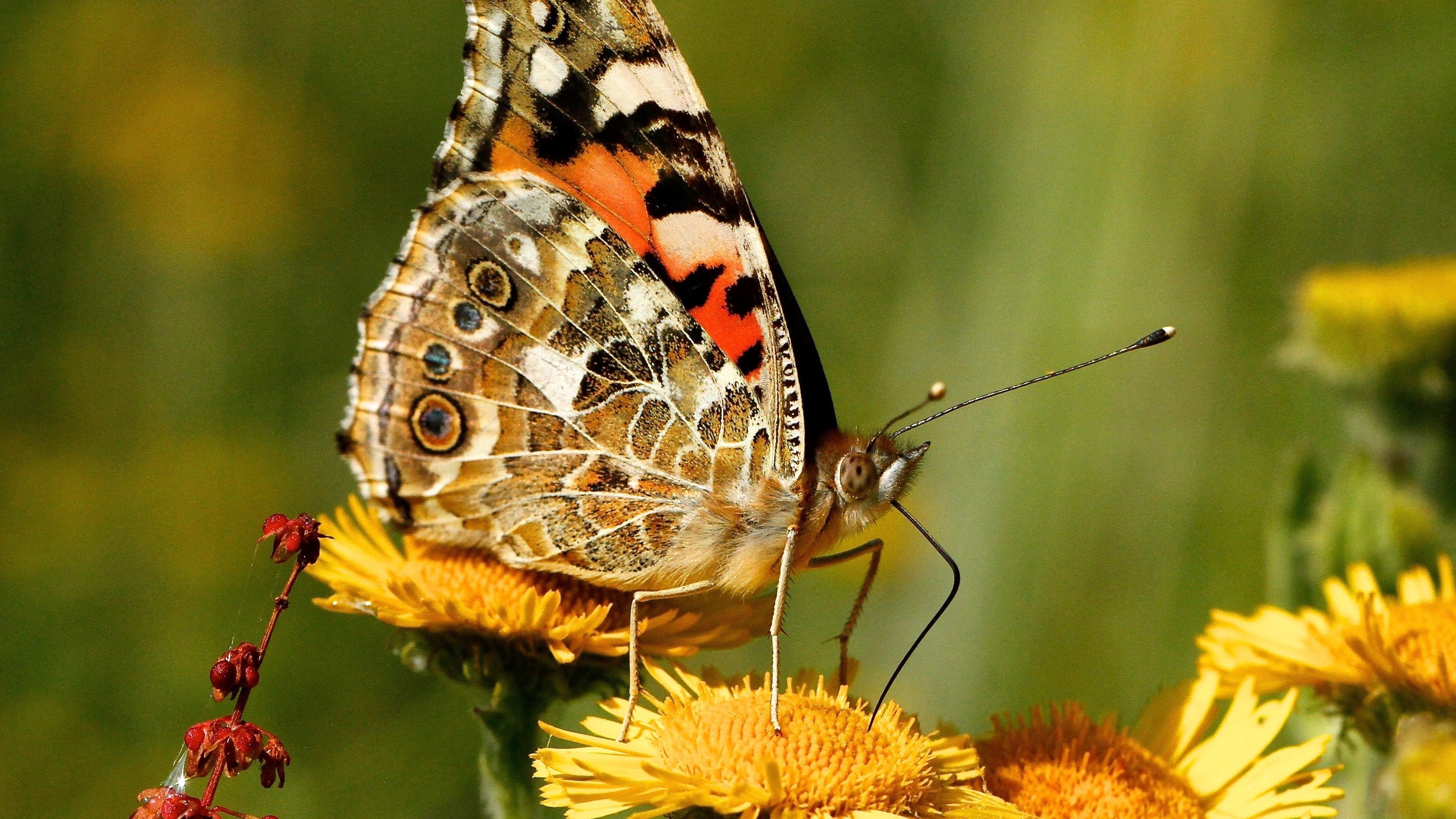 3840x2160 Butterfly on Sunflower 4K Wallpaper, Desktop