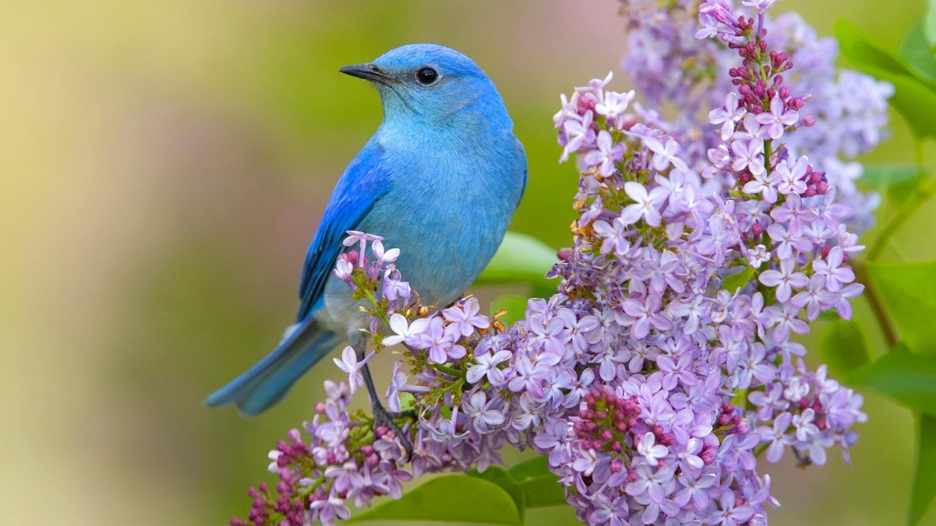 1920x1080 Blue Birds and Flowers Wallpaper, Desktop