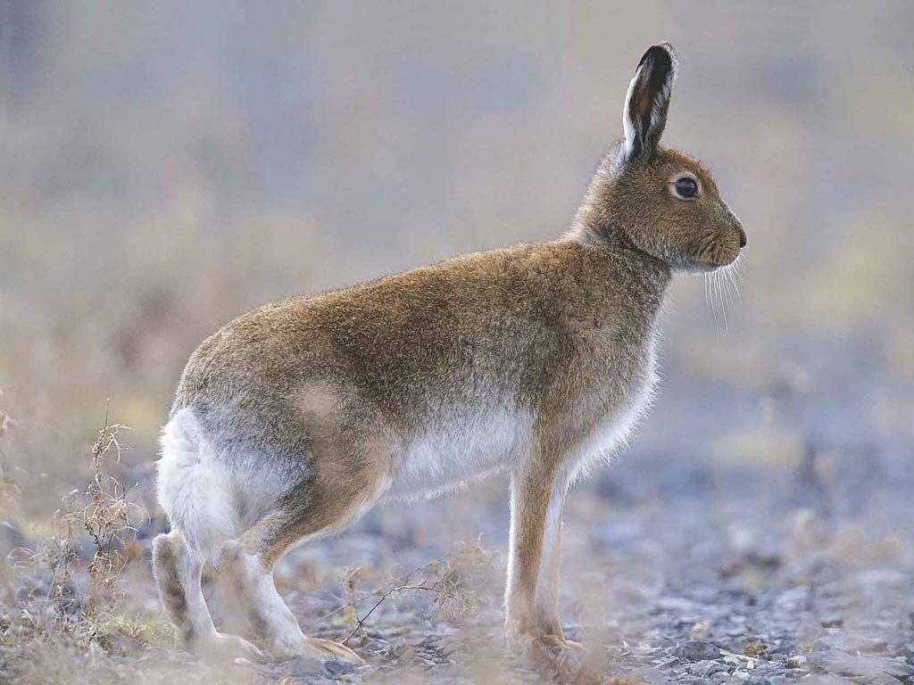 1030x770 Free Hare Wallpaper, Desktop