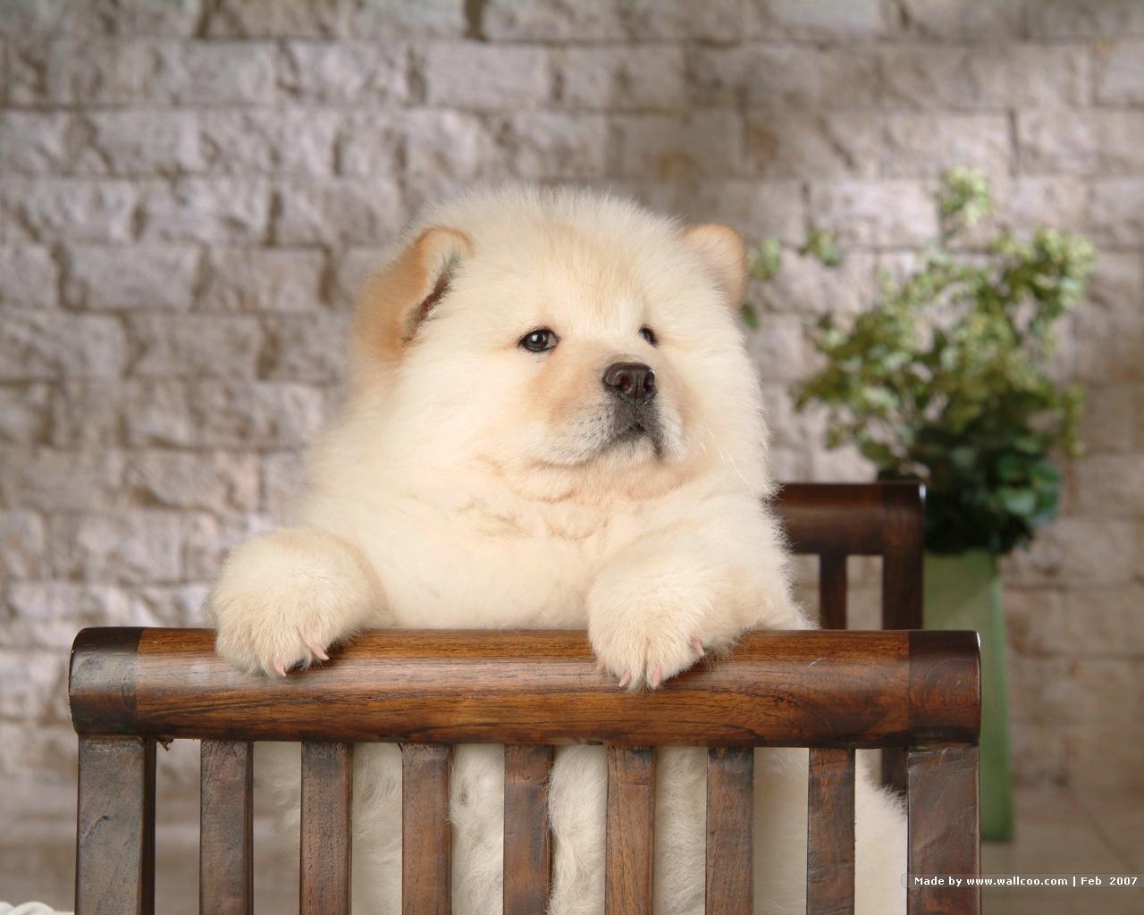 1280x1030 Puppies image Chow Chow Puppy Wallpaper HD wallpaper and background, Desktop