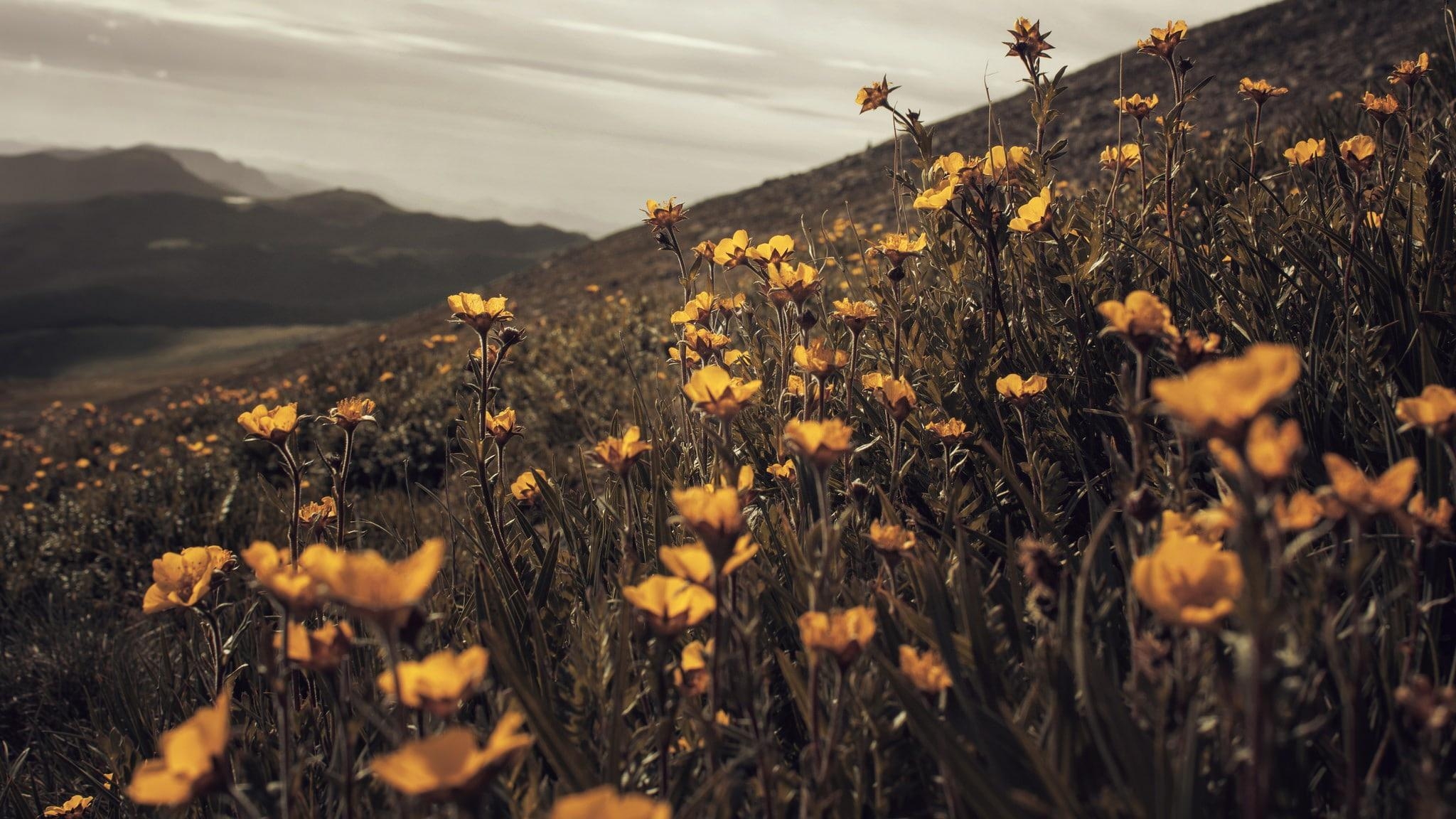 2050x1160 HD wallpaper: Summer wheat and wildflowers, Desktop