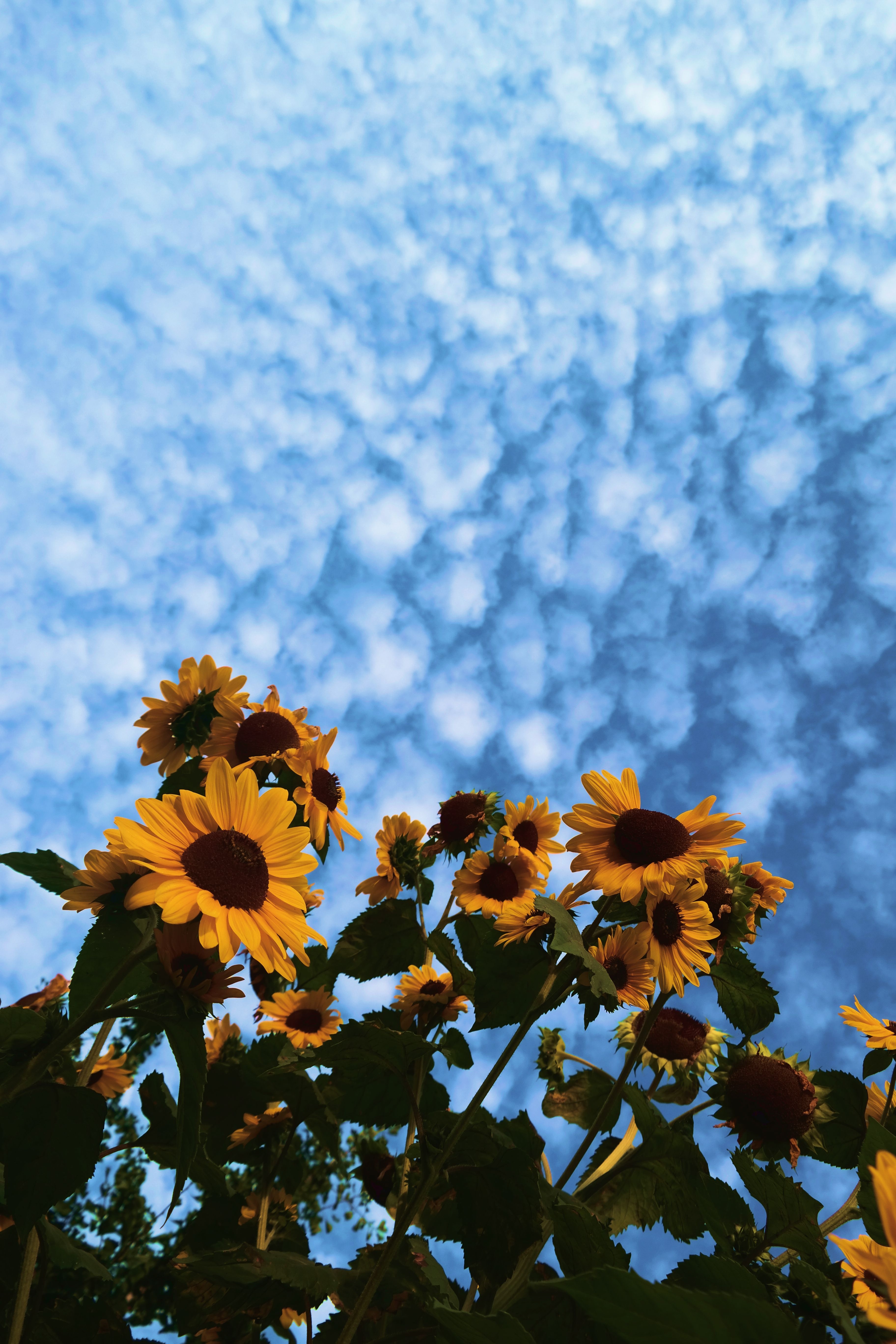 3650x5480 Aesthetic Sunflower Wallpaper iPhone, Phone