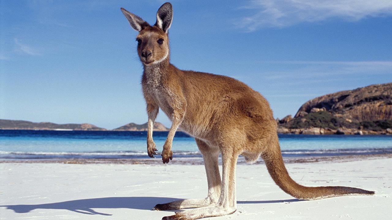 1280x720 image Kangaroo Australia Beach Sea Animals, Desktop