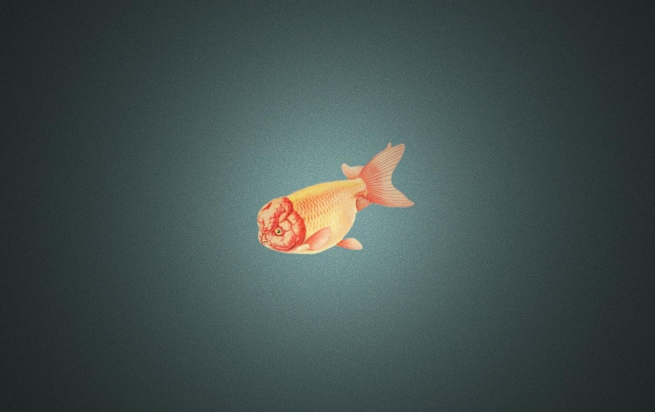 1280x810 Ranchu Goldfish wallpaper. Ranchu Goldfish, Desktop