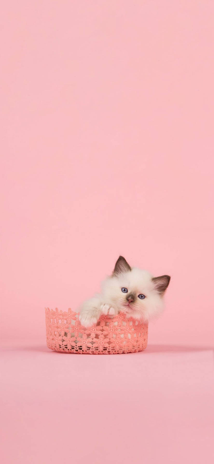 890x1920 adorable pink cat! Wallpaper, Phone