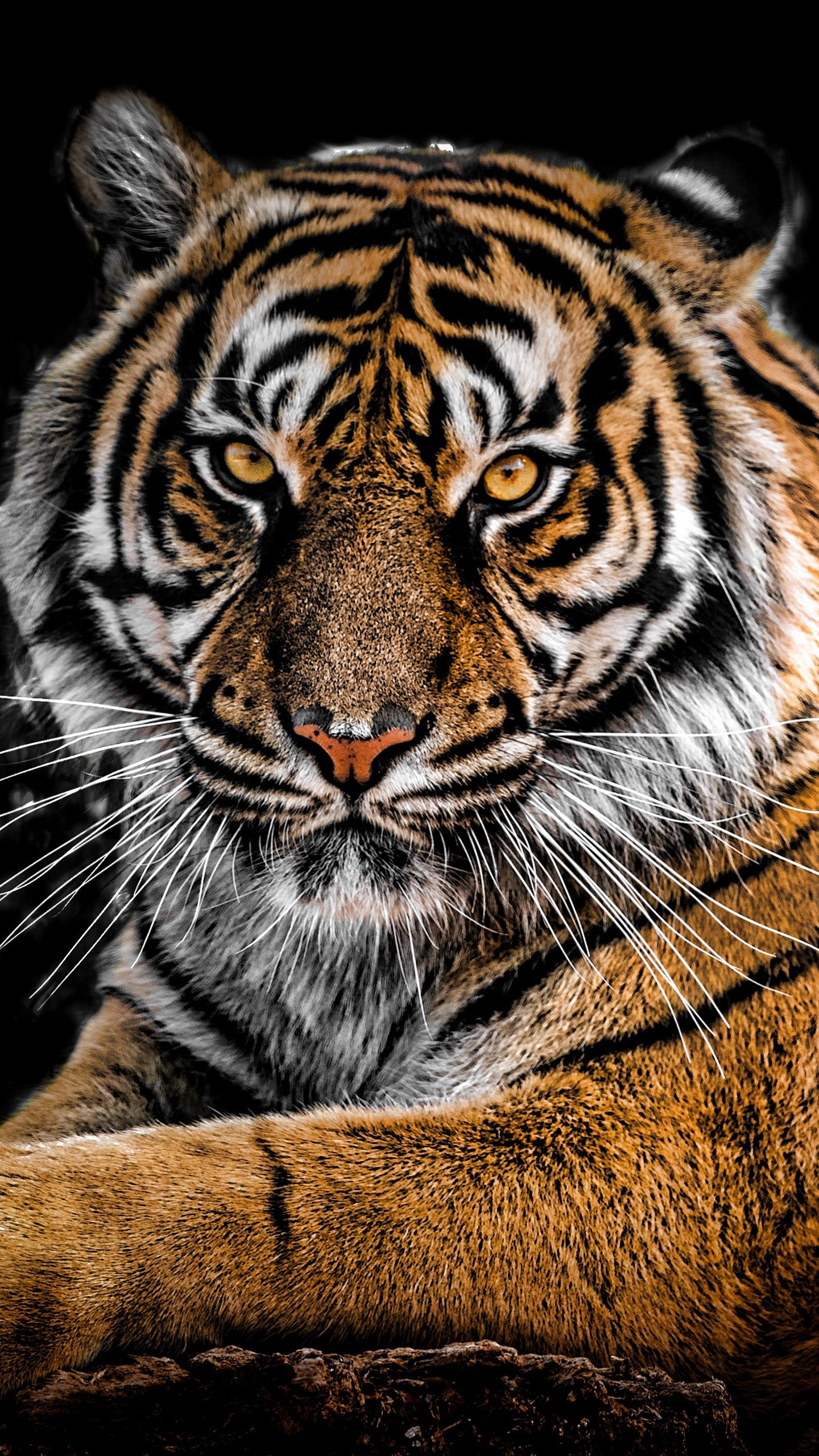 1440x2560 Tiger 4k Wallpaper, Phone