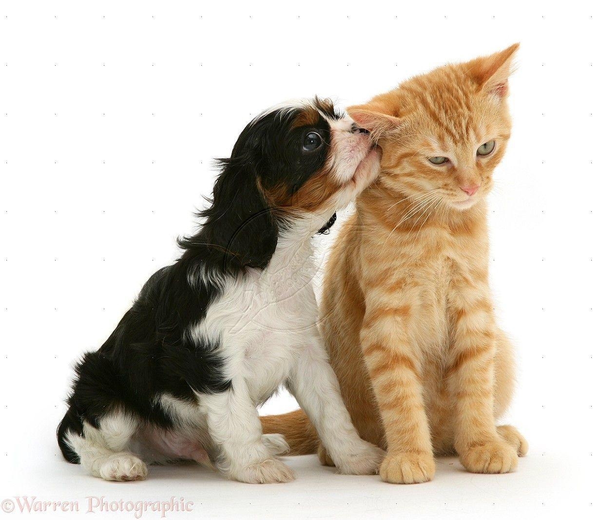 1230x1070 Cute Kittens and Puppies Kissing HD Wallpaper For Desktop, Desktop