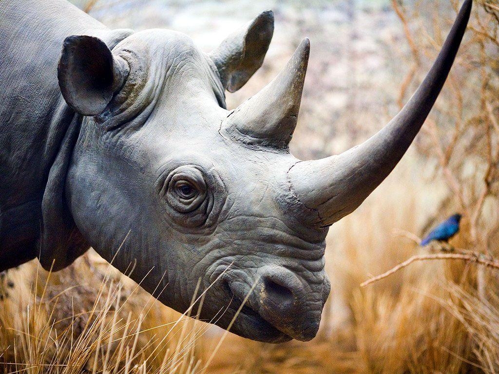 1030x770 Rhino Wallpaper Big Rhino Picture Gallery, Desktop