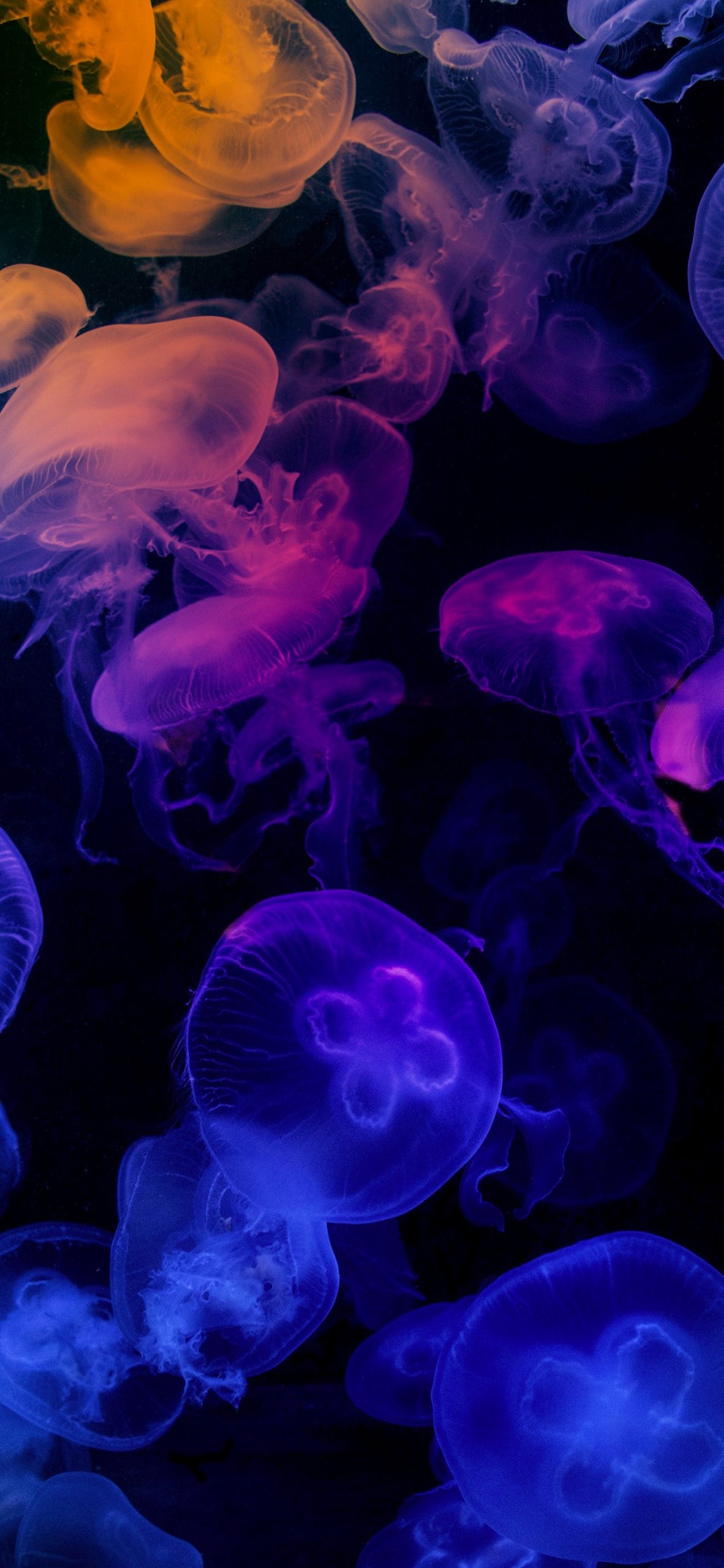 1190x2560 Jellyfish and Colors, Phone