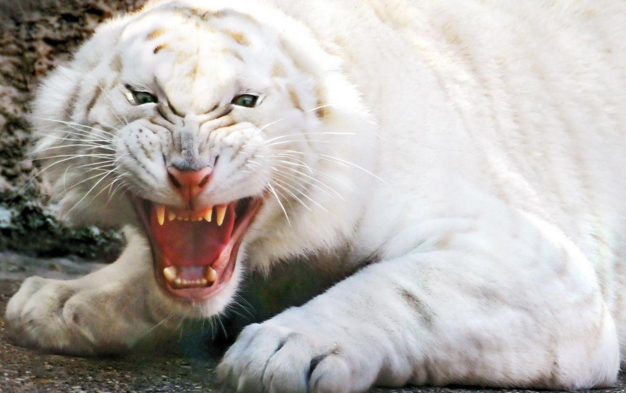 1280x810 Angry white tiger wallpaper. Angry white tiger, Desktop