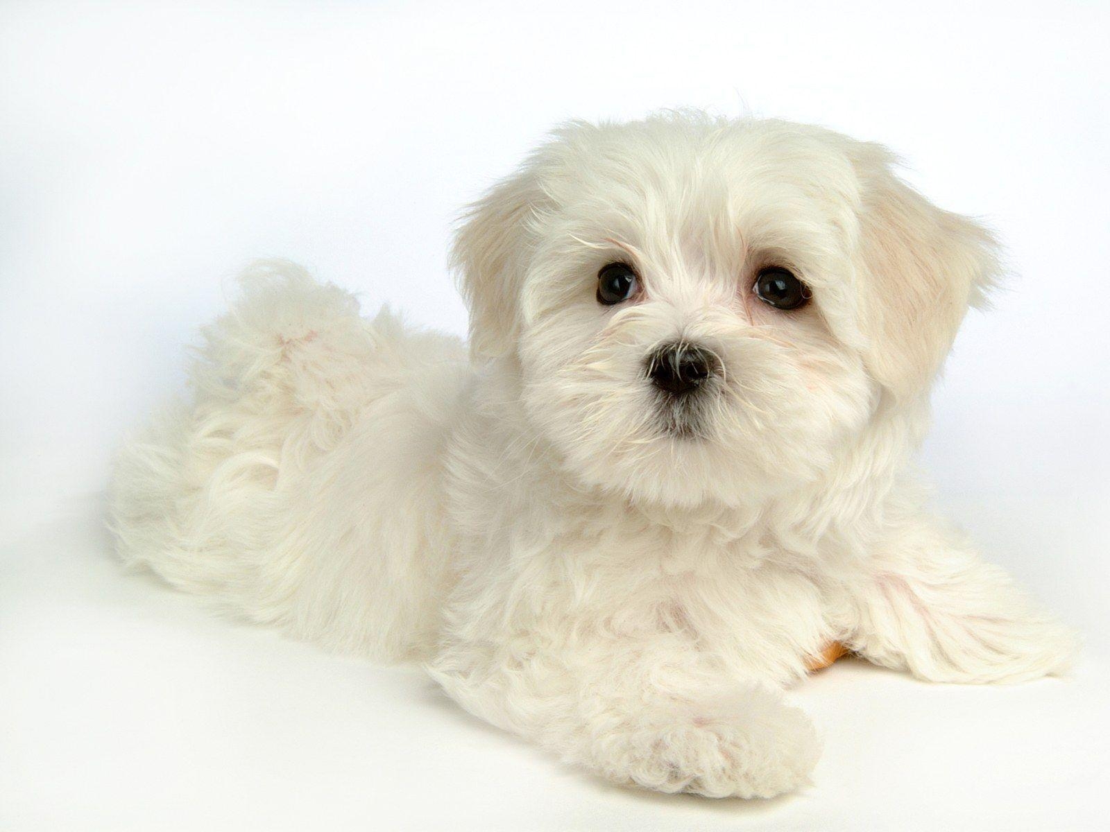 1600x1200 Maltese Dog. Fluffy Maltese Puppy Dogs Maltese Puppies, Desktop