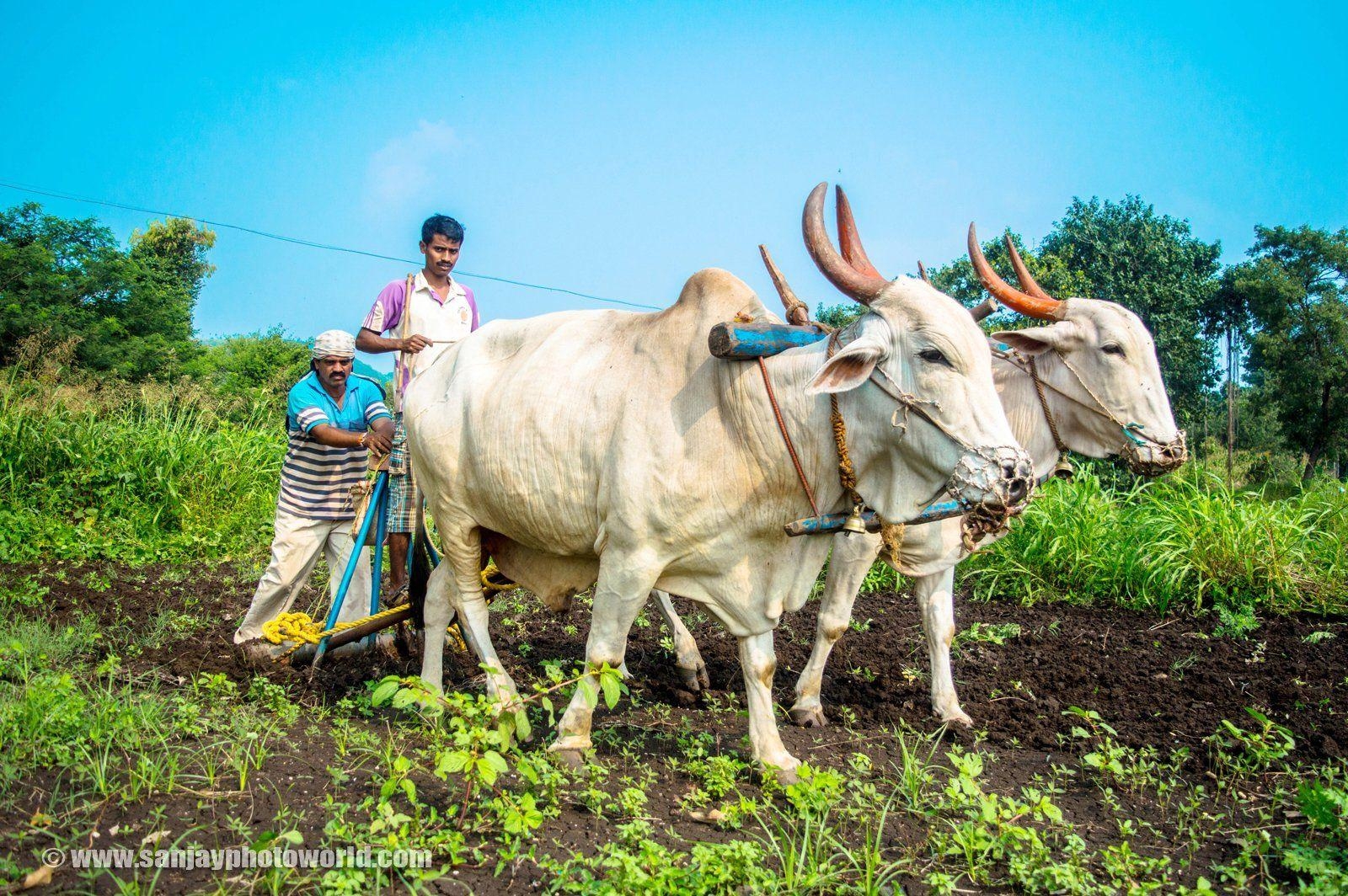 1600x1070 Sanjay Photo World: Cultivation in India, Desktop