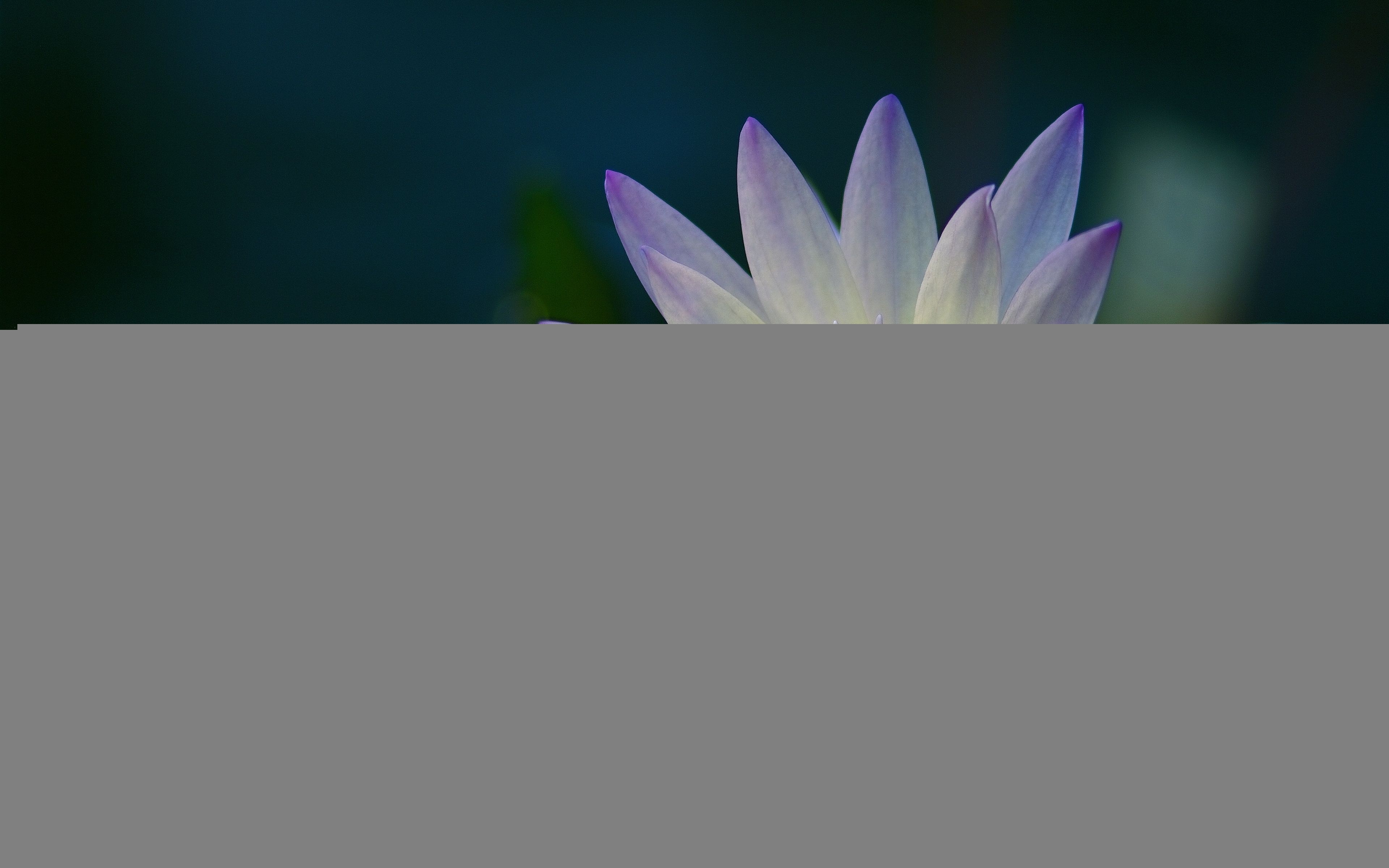 3840x2400 Purple Water Lily from Above Ultra HD Desktop Background Wallpaper, Desktop