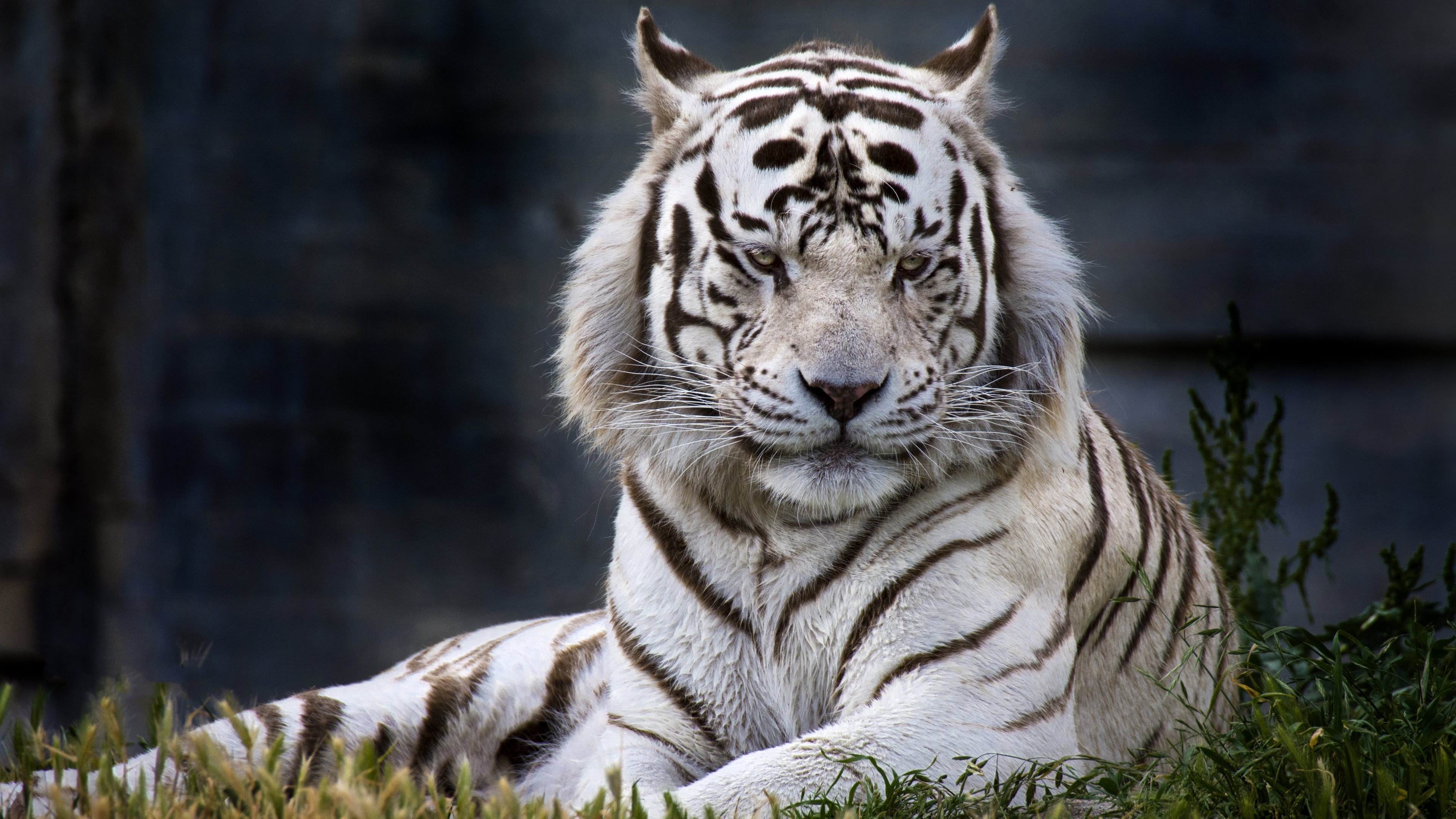 3840x2160 Ultra HD white tiger wallpaper ultra HD Download 4K computer Desktop, Desktop