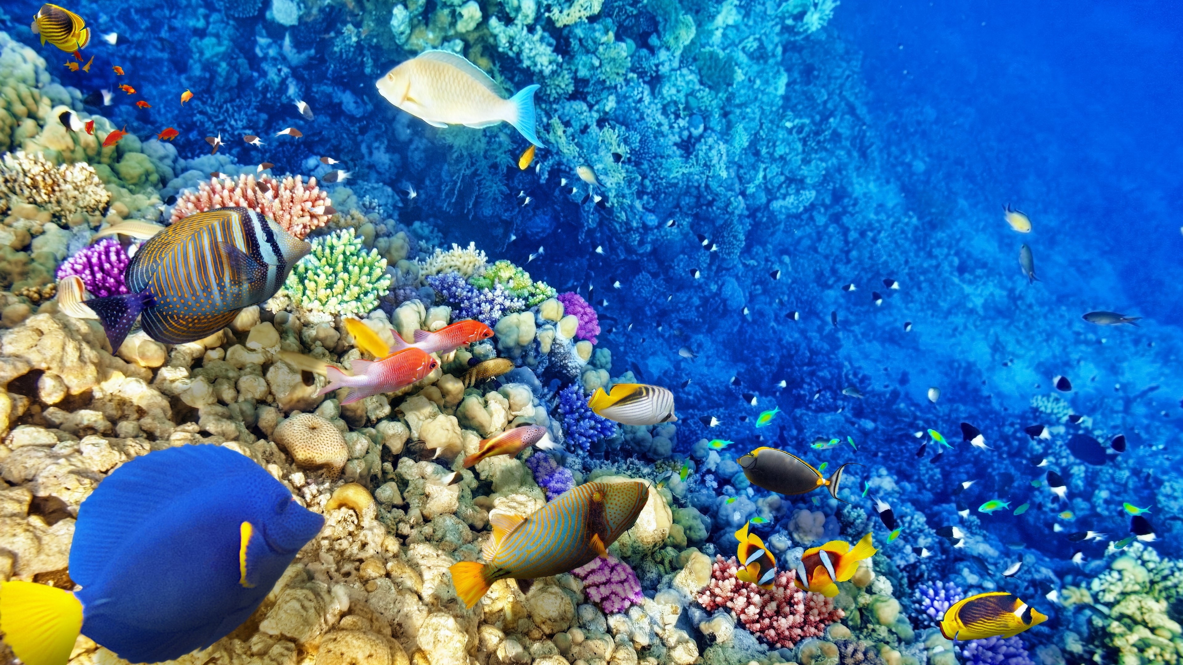 3840x2160 Underwater Coral Reef Wallpaper, Desktop