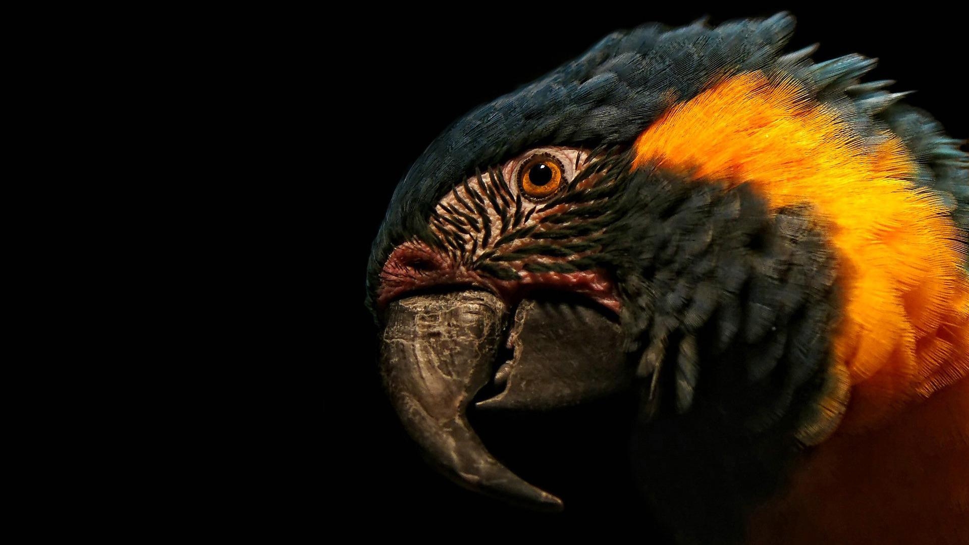 1920x1080 Amazing Macaw Wallpaper, Desktop