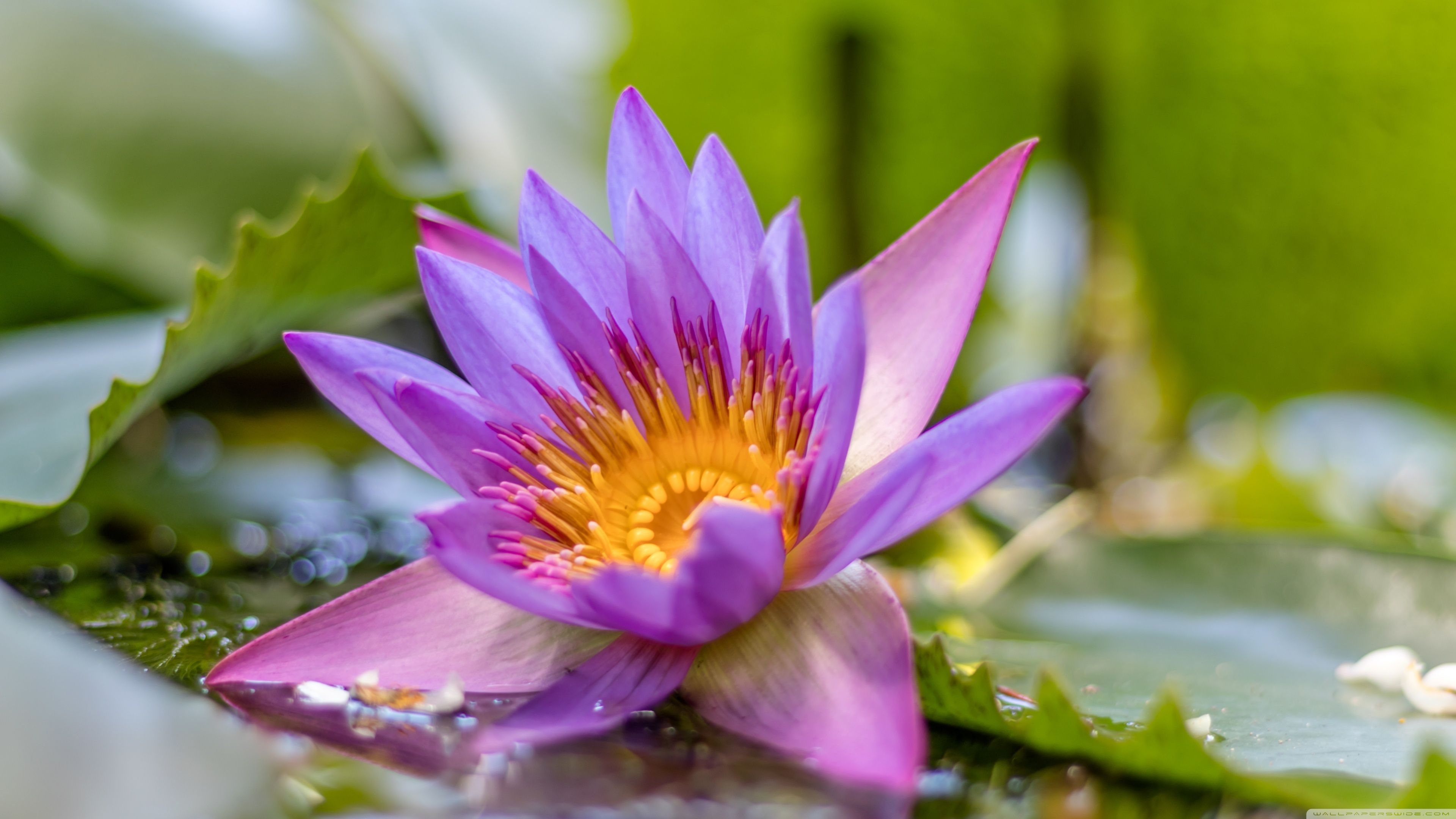 3840x2160 Lotus Flower Ultra HD Desktop Background Wallpaper for 4K UHD TV, Widescreen & UltraWide Desktop & Laptop, Tablet, Desktop