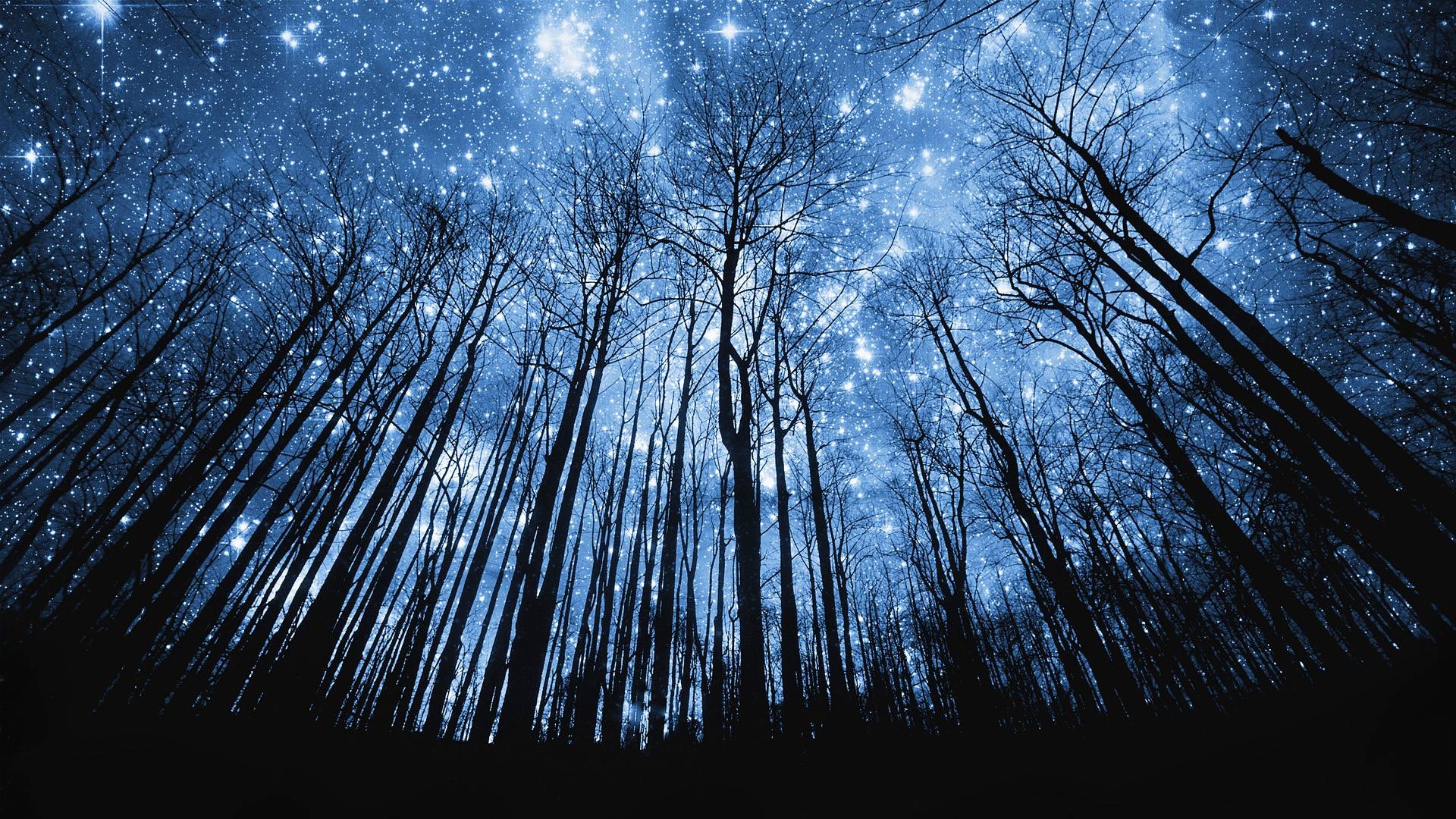 1920x1080 Starry Night In Forest HD Wallpaper, Desktop