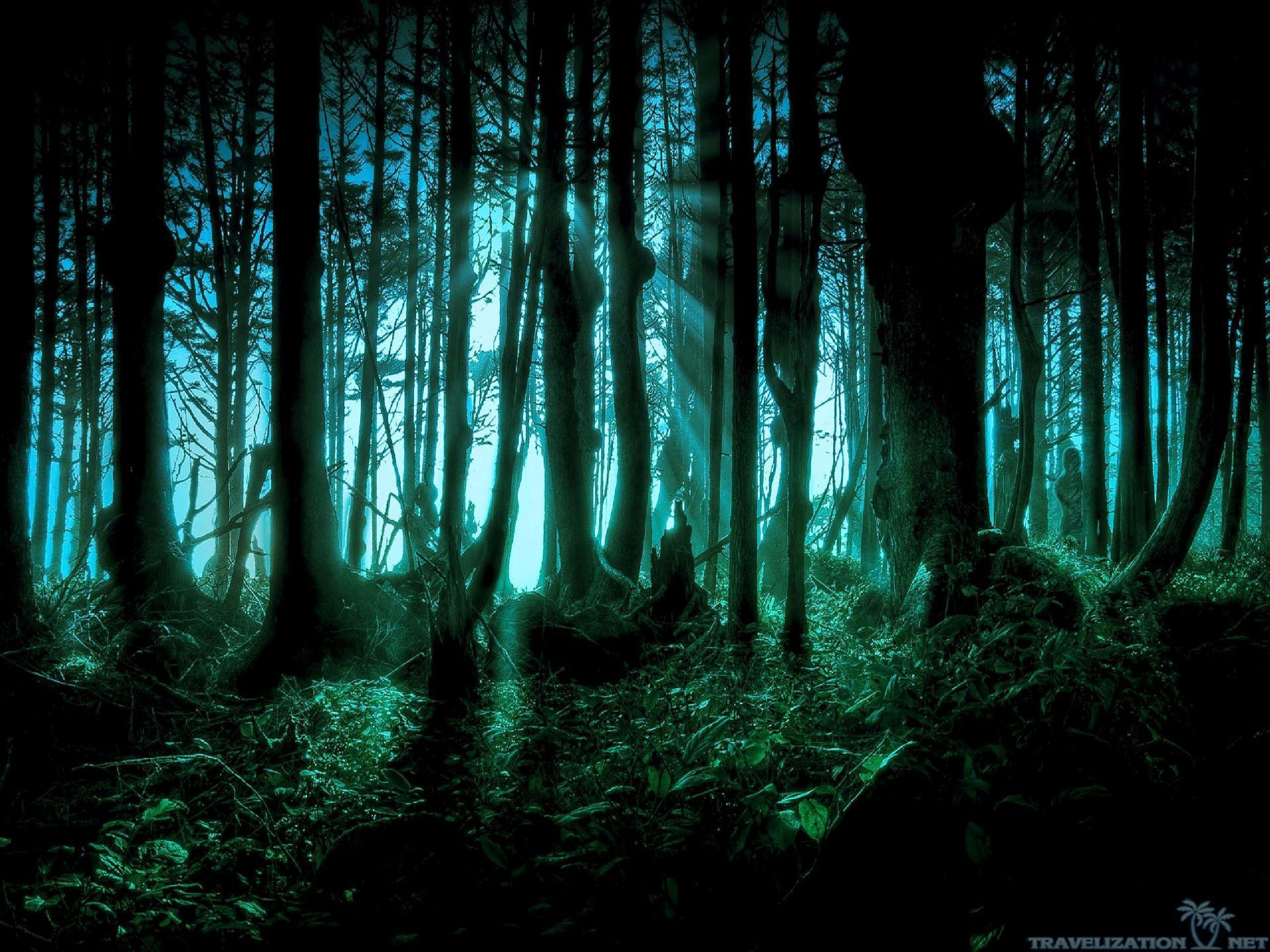 2560x1920 Top on F.O. Galleries, Spooky Forest Wallpaper, Desktop