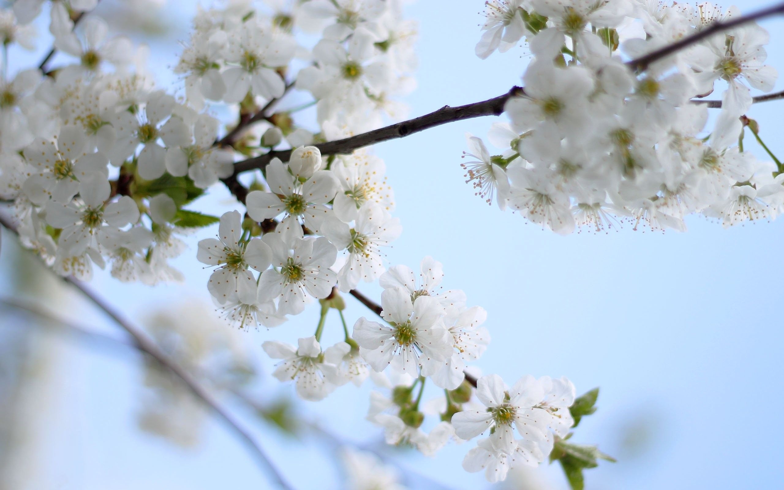 2560x1600 Flowering, Tree, Mac Background Plant, download HD Wallpaper, Free , Spring, flowers, Cherry, Ultra HD, Mobile Phone, Sky, Blossom, Desktop