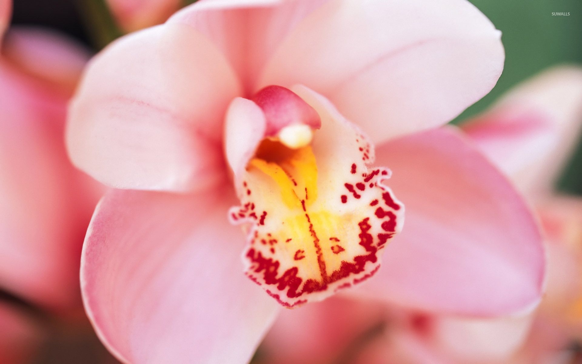 1920x1200 Pink orchid wallpaper wallpaper, Desktop