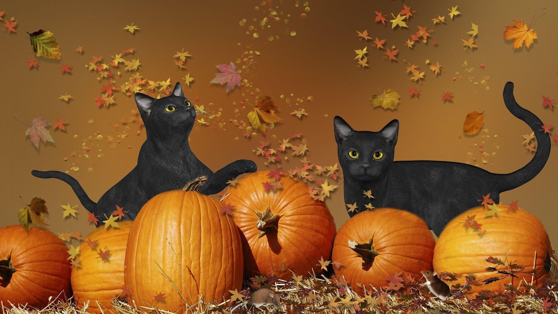 1920x1080 Wallpaper For > Cute Cat Halloween Wallpaper, Desktop