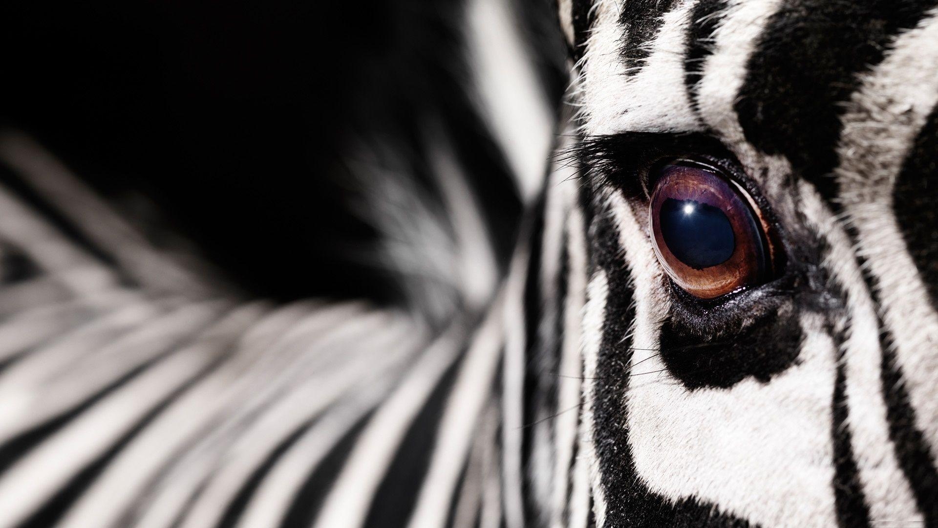 1920x1080 Download Zebra Wallpaper App Gallery 1920×1200 Zebra Image, Desktop