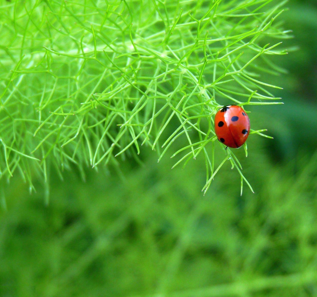 1280x1200 Best Desktop And Laptop Screen Wallpaper Of A Ladybird Beetle, Desktop