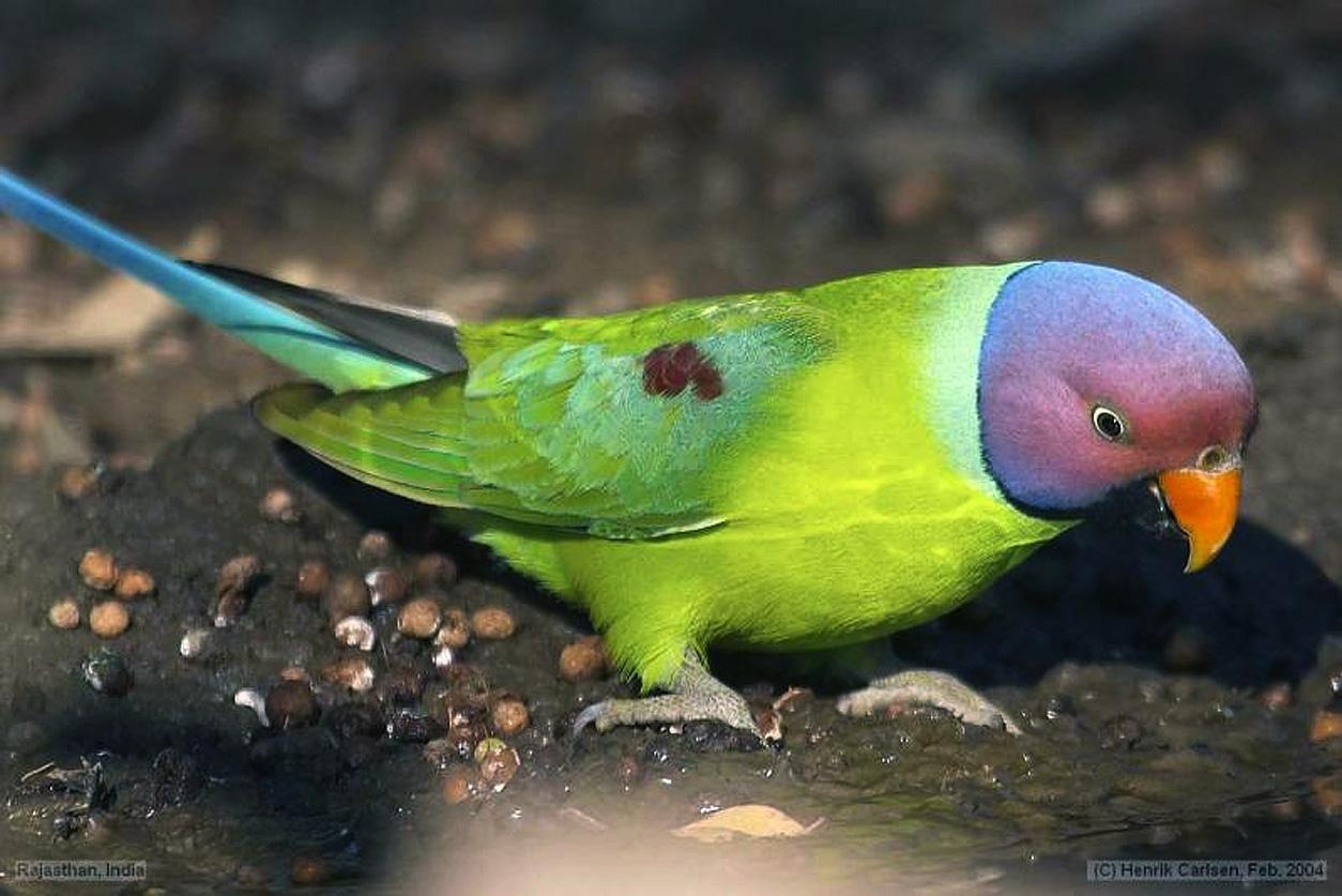 1260x840 Free wallpaper Psittacula cyanocephala plum headed parakeet, Desktop