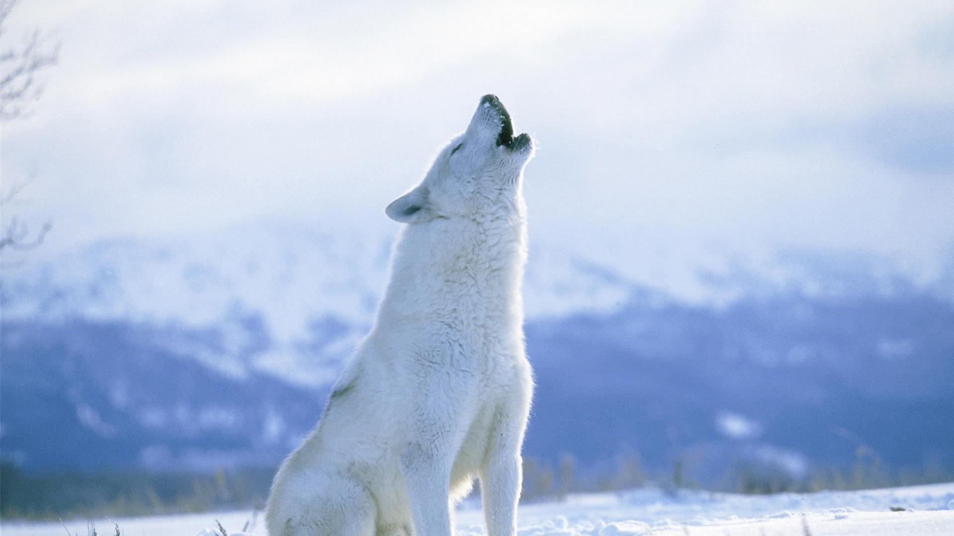 1920x1080 HD Arctic Wolf Howling Wallpaper, Desktop