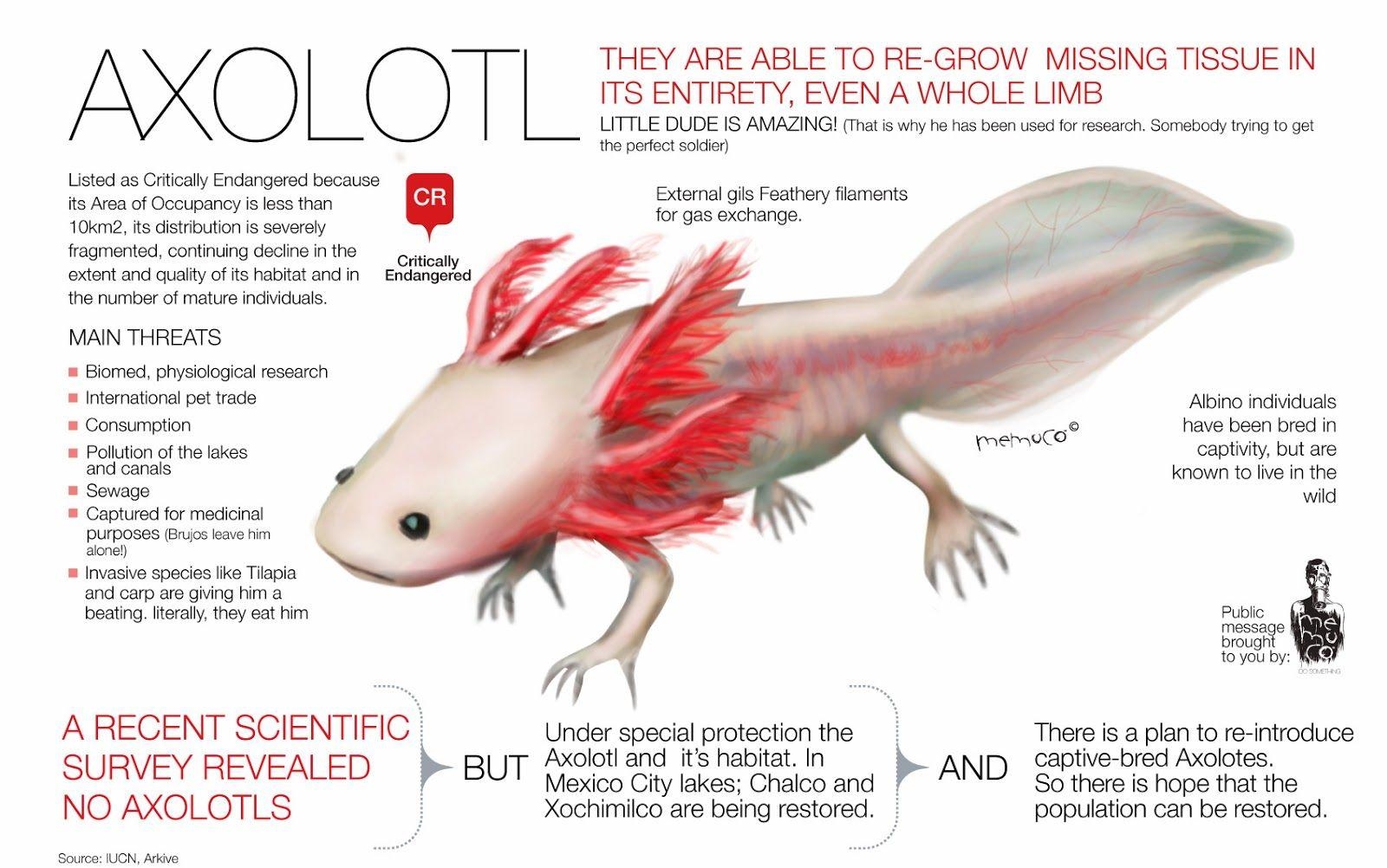 1600x1010 Rules of the Jungle: The Mexican Axolotl, Desktop