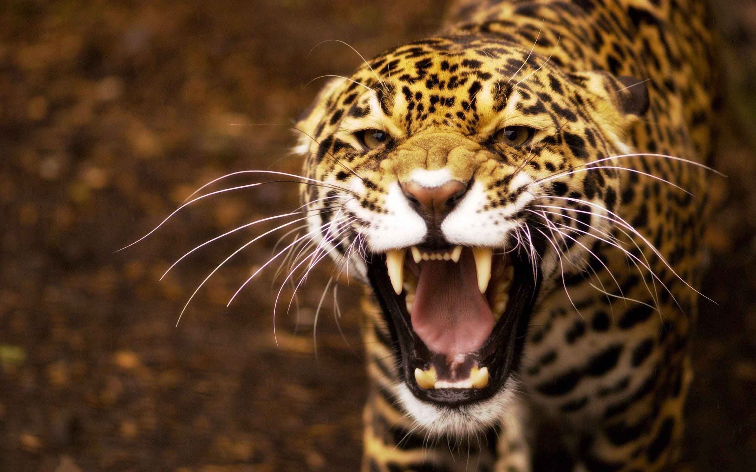 2560x1600 Jaguar Wallpaper Download, Desktop