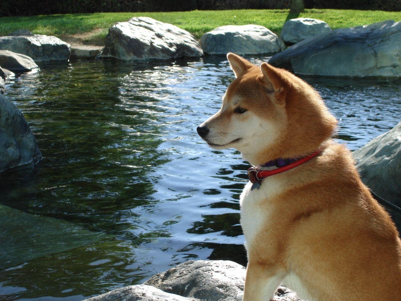 1280x960 Relaxing Shiba Inu dog photo and wallpaper. Beautiful Relaxing, Desktop