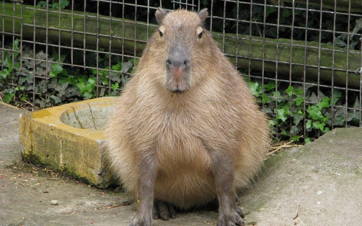 1200x750 Capybara Wallpaper, Capybara High Resolution Picture, Desktop