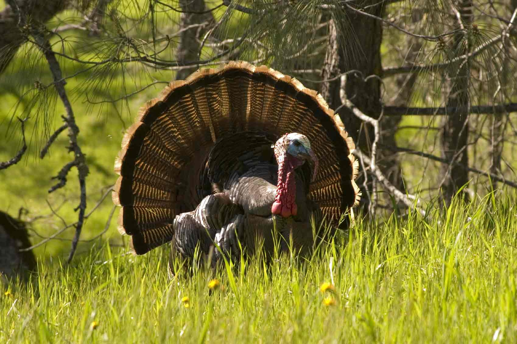 1700x1140 Free Wild Turkey Wallpaper, Desktop