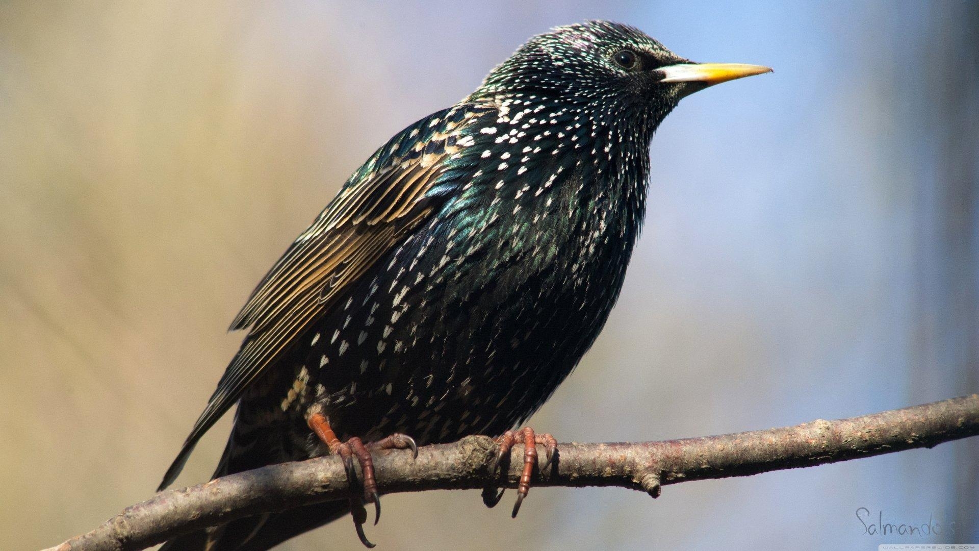 1920x1080 4K Ultra HD Starling Wallpaper, Desktop