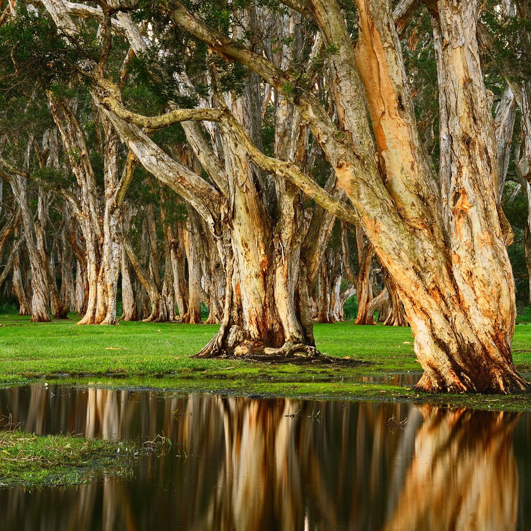 2050x2050 Centennial Park 4K Wallpaper, Forest, Rainy day, Swamp, Australia, Nature, Phone