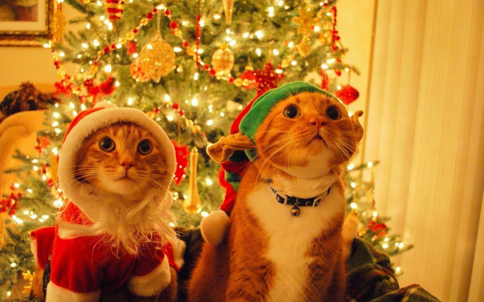 1920x1200 Cats dressed up for Christmas wallpaper # Xmas Cats Wallpaper, Desktop