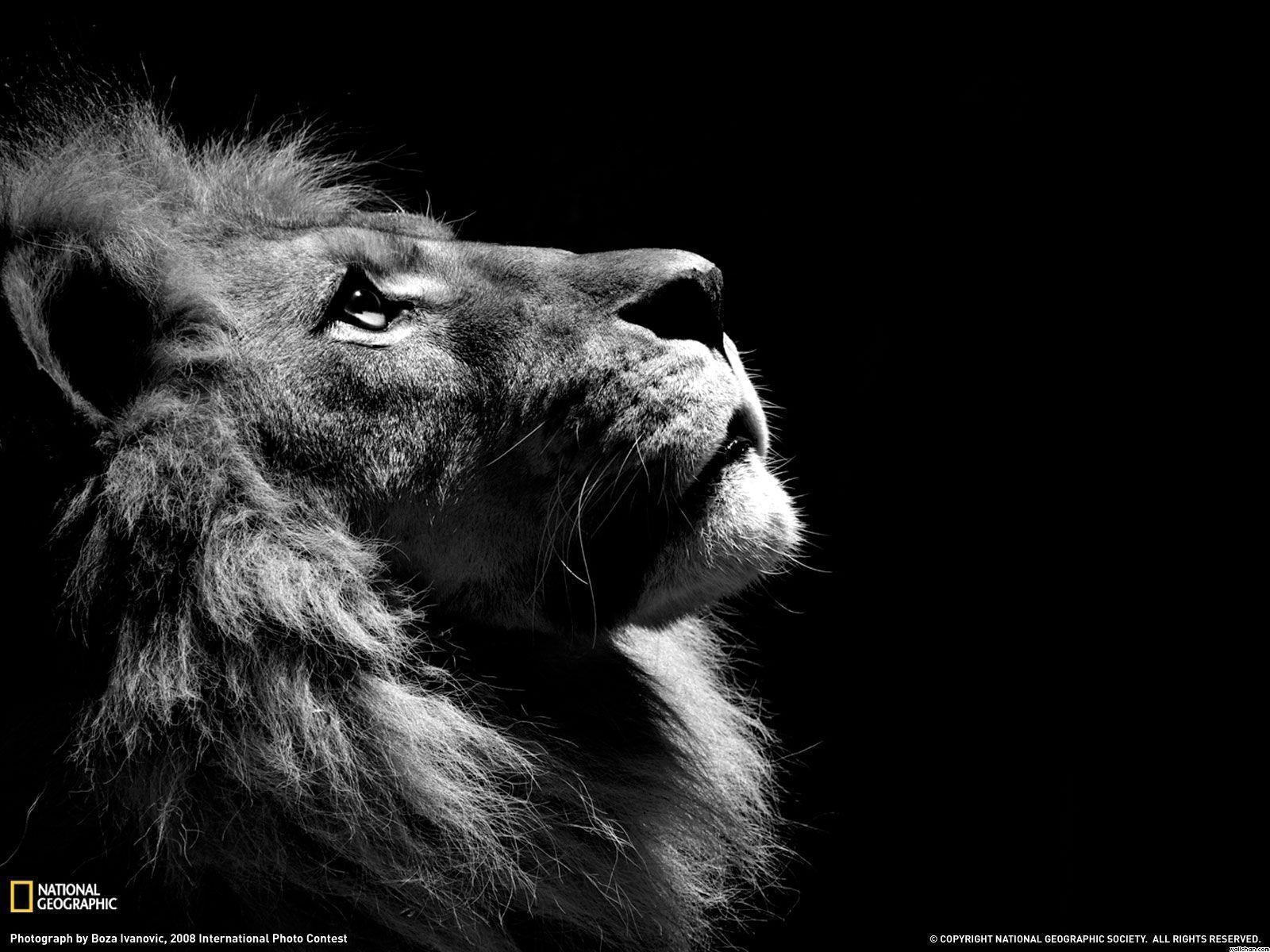 1600x1200 Lion White Wallpaper, Desktop