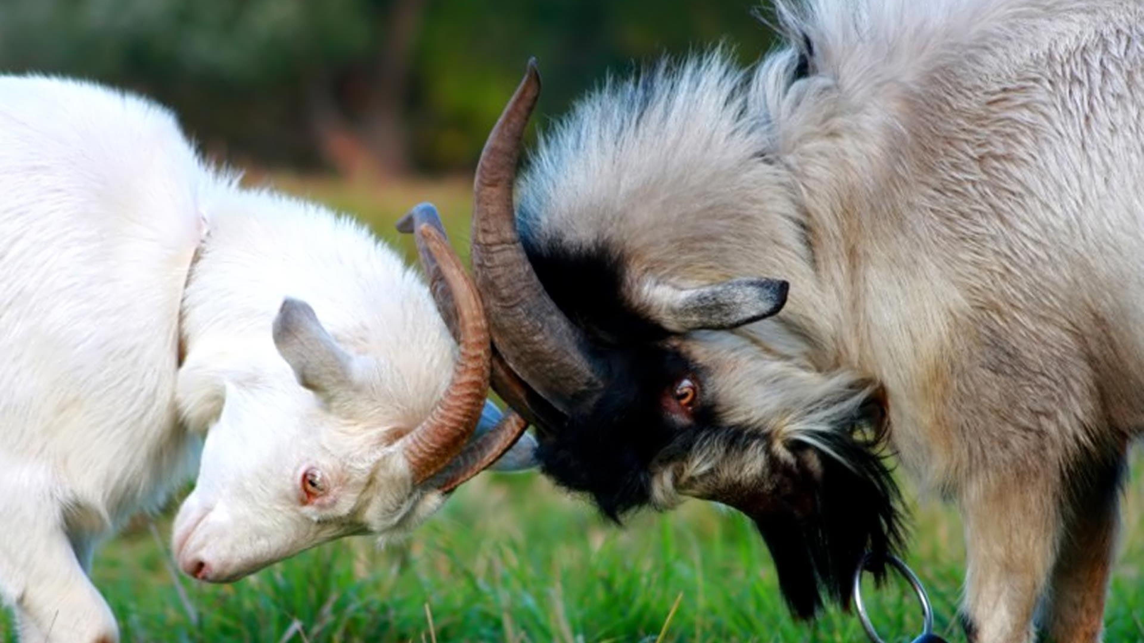 3840x2160 Goats Animals Goat HD Wallpaper, Desktop Background, Mobile, Desktop